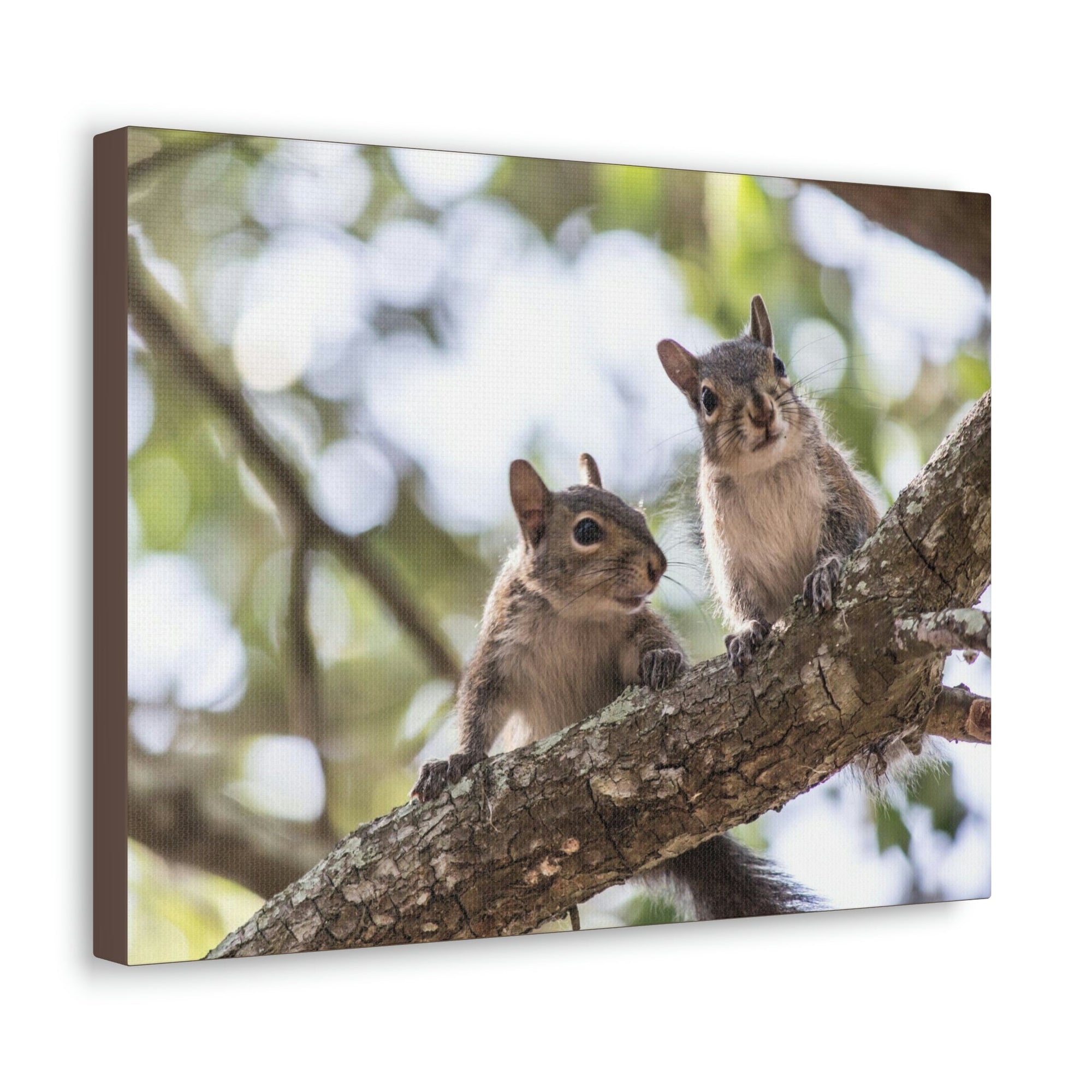 Scripture Walls Squirrel Couple Squirrel Couple Print Animal Wall Art Wildlife Canvas Prints Wall Art Ready to Hang Unframed-Express Your Love Gifts