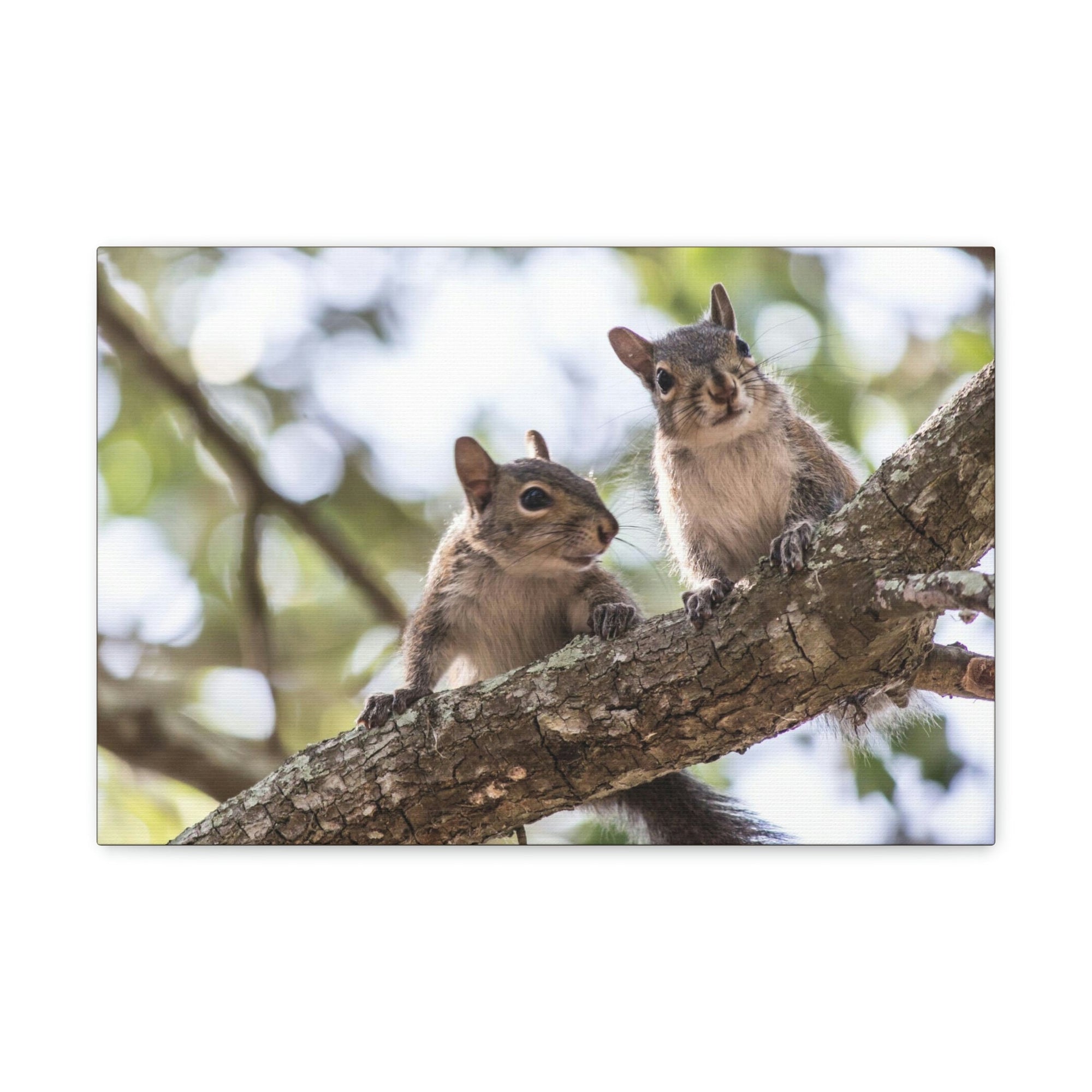 Scripture Walls Squirrel Couple Squirrel Couple Print Animal Wall Art Wildlife Canvas Prints Wall Art Ready to Hang Unframed-Express Your Love Gifts