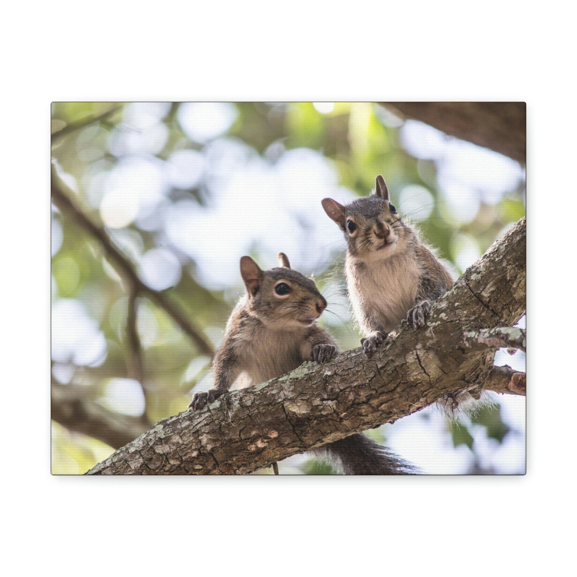 Scripture Walls Squirrel Couple Squirrel Couple Print Animal Wall Art Wildlife Canvas Prints Wall Art Ready to Hang Unframed-Express Your Love Gifts