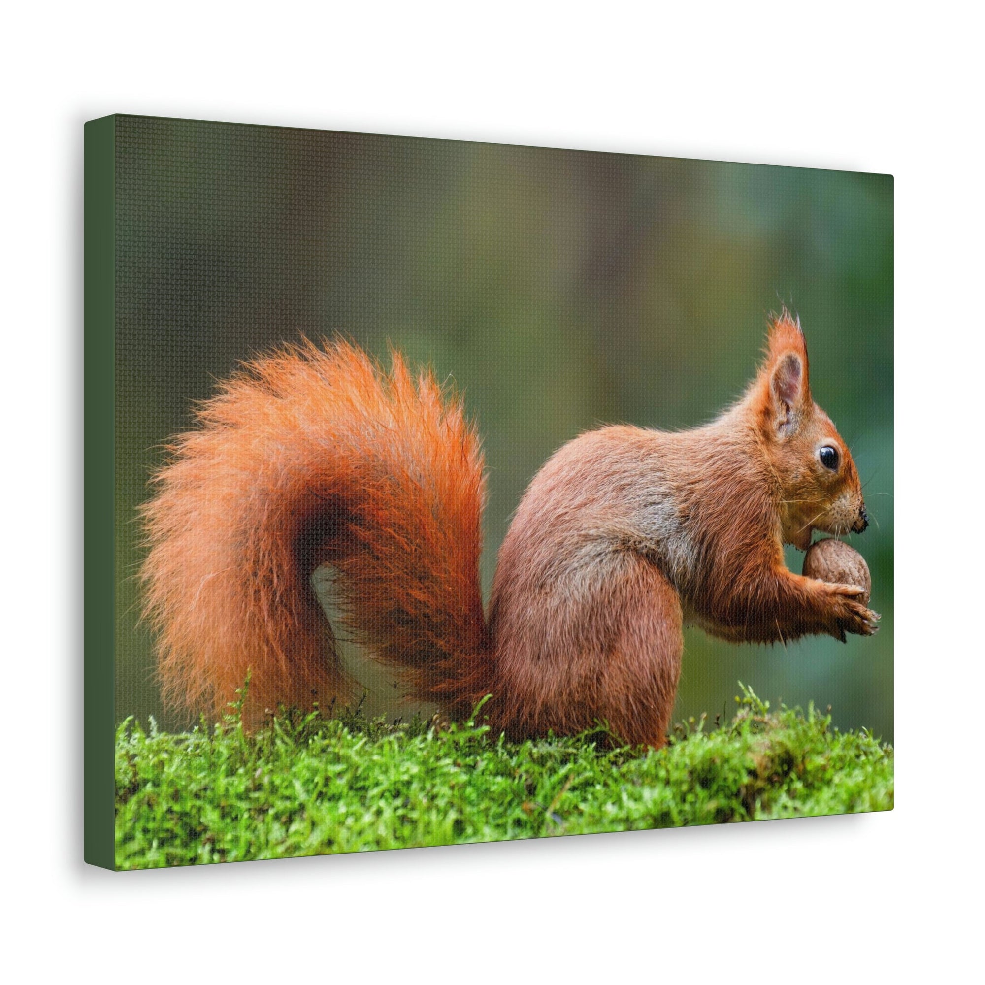 Scripture Walls Squirrel Hunting Squirrel on Hunt Print Animal Wall Art Wildlife Canvas Prints Wall Art Ready to Hang Unframed-Express Your Love Gifts