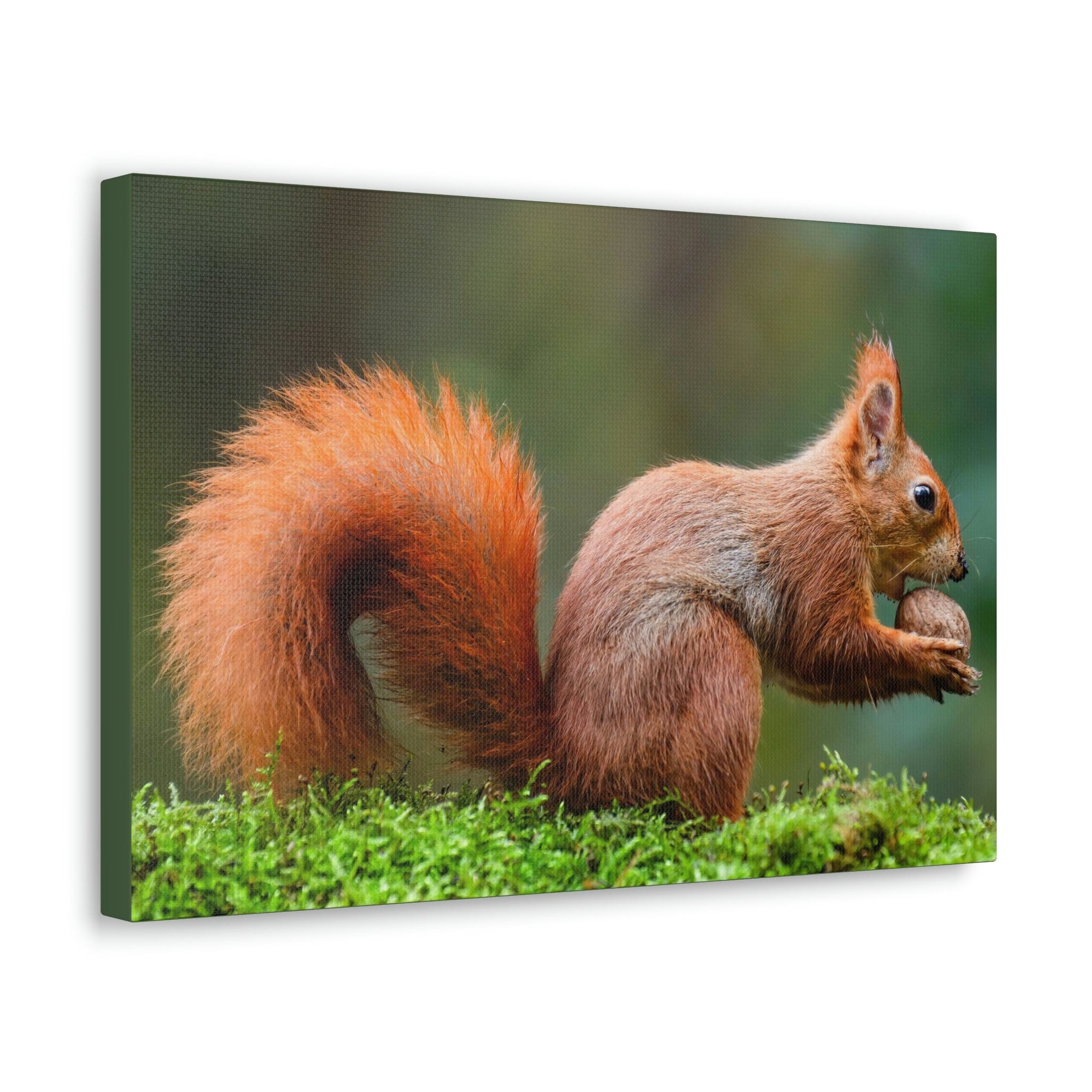 Scripture Walls Squirrel Hunting Squirrel on Hunt Print Animal Wall Art Wildlife Canvas Prints Wall Art Ready to Hang Unframed-Express Your Love Gifts