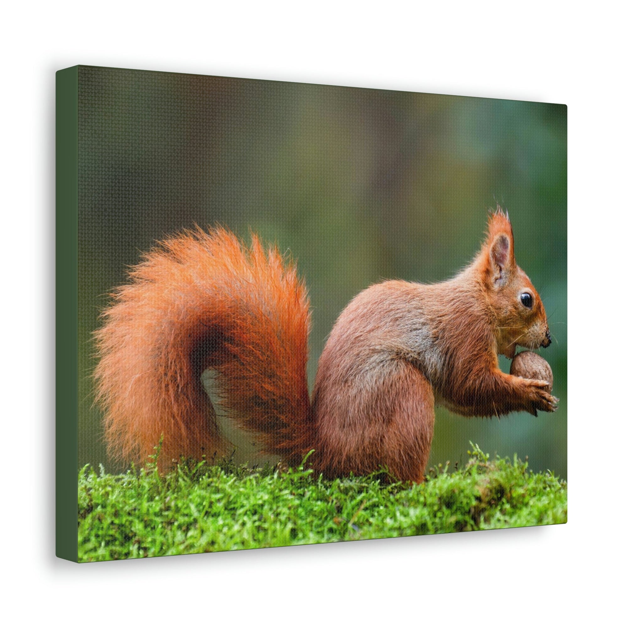 Scripture Walls Squirrel Hunting Squirrel on Hunt Print Animal Wall Art Wildlife Canvas Prints Wall Art Ready to Hang Unframed-Express Your Love Gifts