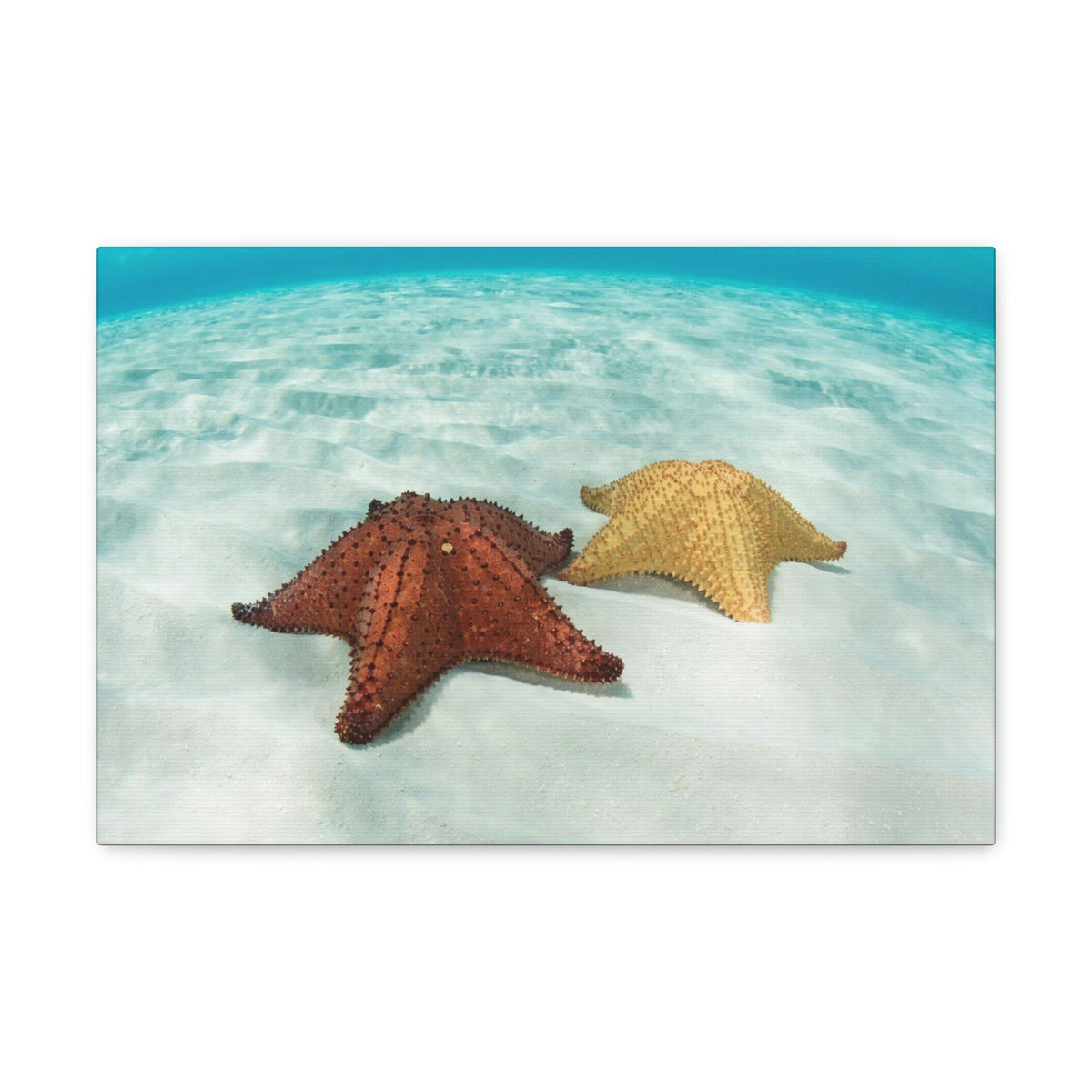 Scripture Walls Starfish Couple Starfish Couple Print Animal Wall Art Wildlife Canvas Prints Wall Art Ready to Hang Unframed-Express Your Love Gifts