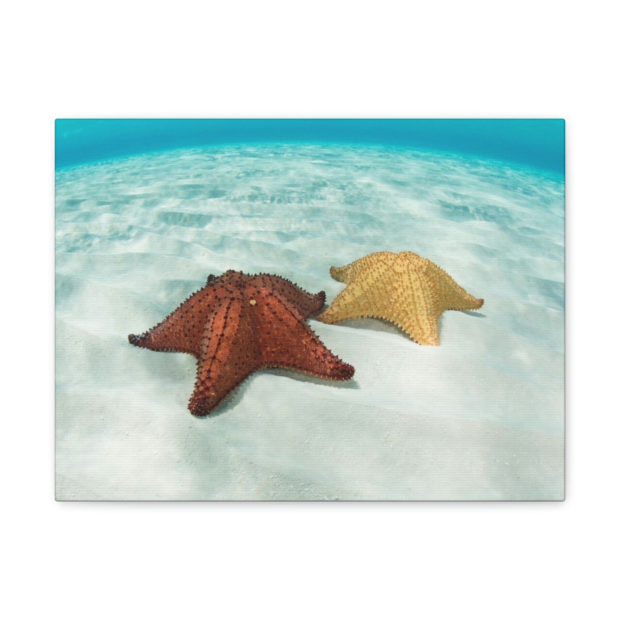 Scripture Walls Starfish Couple Starfish Couple Print Animal Wall Art Wildlife Canvas Prints Wall Art Ready to Hang Unframed-Express Your Love Gifts