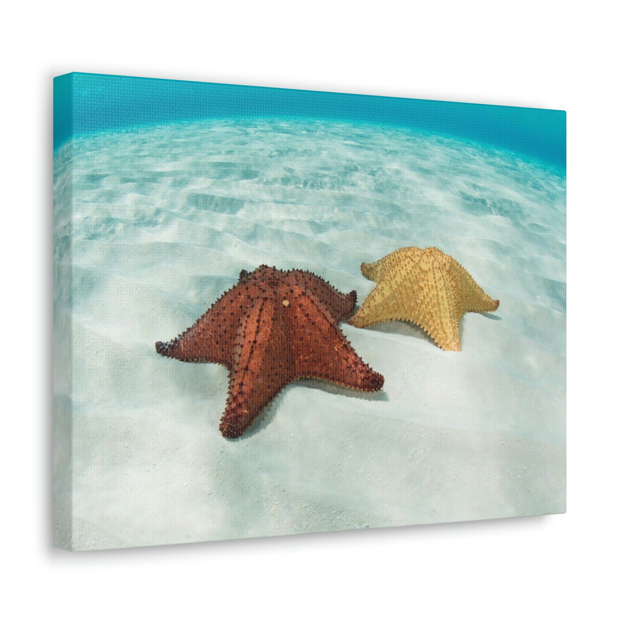 Scripture Walls Starfish Couple Starfish Couple Print Animal Wall Art Wildlife Canvas Prints Wall Art Ready to Hang Unframed-Express Your Love Gifts