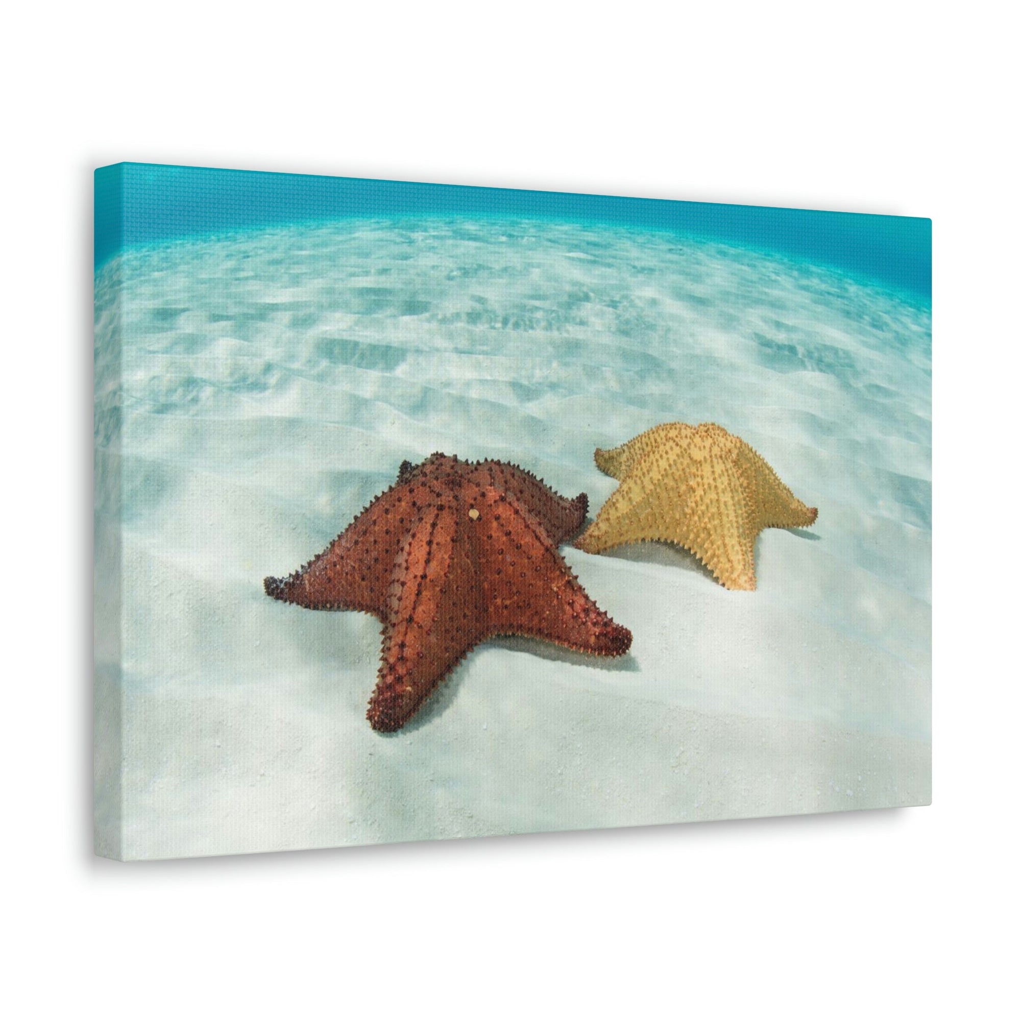 Scripture Walls Starfish Couple Starfish Couple Print Animal Wall Art Wildlife Canvas Prints Wall Art Ready to Hang Unframed-Express Your Love Gifts