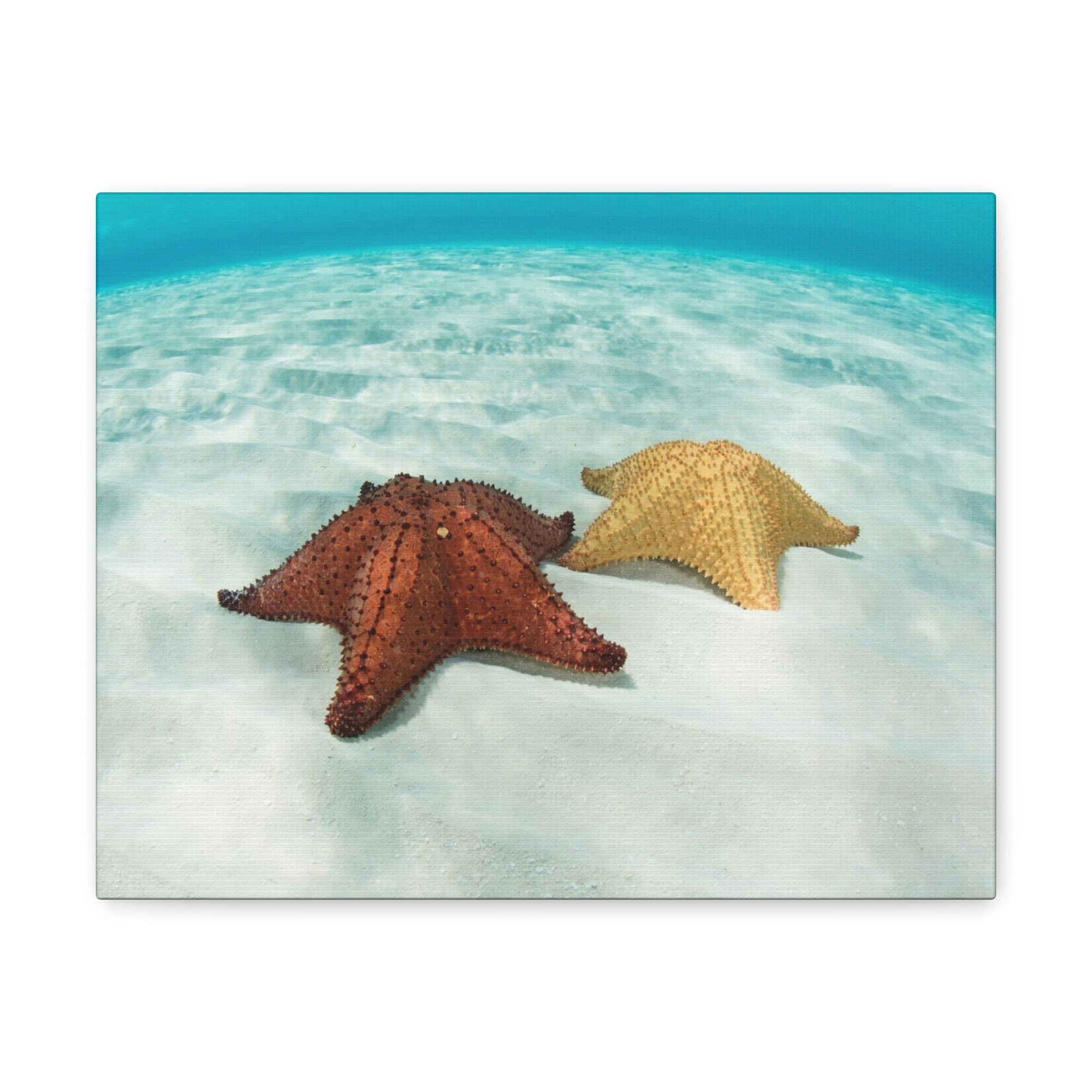 Scripture Walls Starfish Couple Starfish Couple Print Animal Wall Art Wildlife Canvas Prints Wall Art Ready to Hang Unframed-Express Your Love Gifts