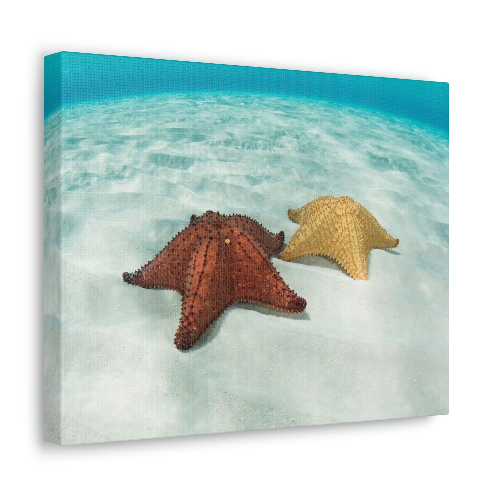 Scripture Walls Starfish Couple Starfish Couple Print Animal Wall Art Wildlife Canvas Prints Wall Art Ready to Hang Unframed-Express Your Love Gifts