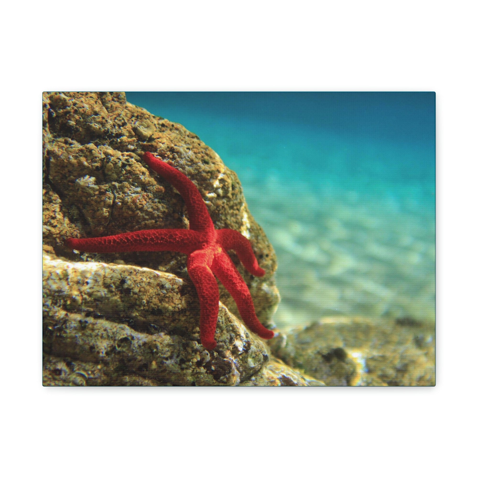 Scripture Walls Starfish Hunting Starfish on Hunt Print Animal Wall Art Wildlife Canvas Prints Wall Art Ready to Hang Unframed-Express Your Love Gifts