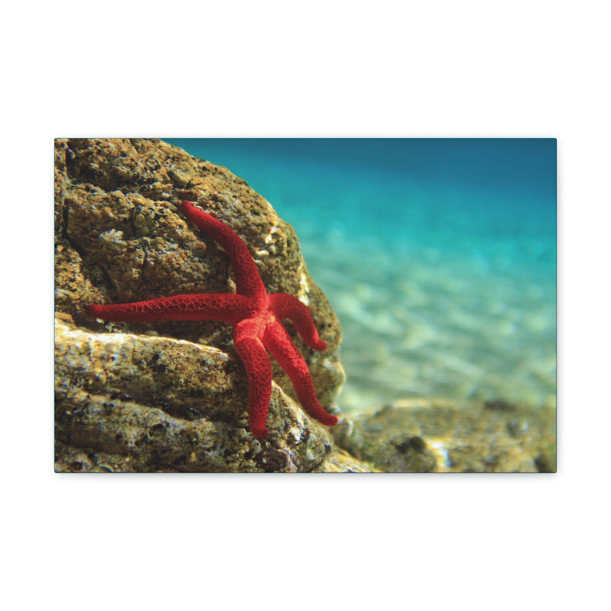 Scripture Walls Starfish Hunting Starfish on Hunt Print Animal Wall Art Wildlife Canvas Prints Wall Art Ready to Hang Unframed-Express Your Love Gifts