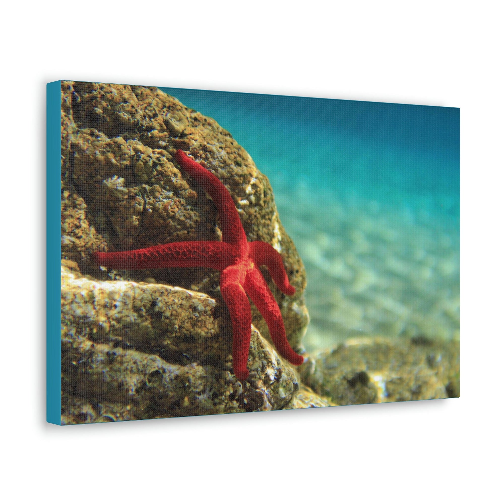 Scripture Walls Starfish Hunting Starfish on Hunt Print Animal Wall Art Wildlife Canvas Prints Wall Art Ready to Hang Unframed-Express Your Love Gifts