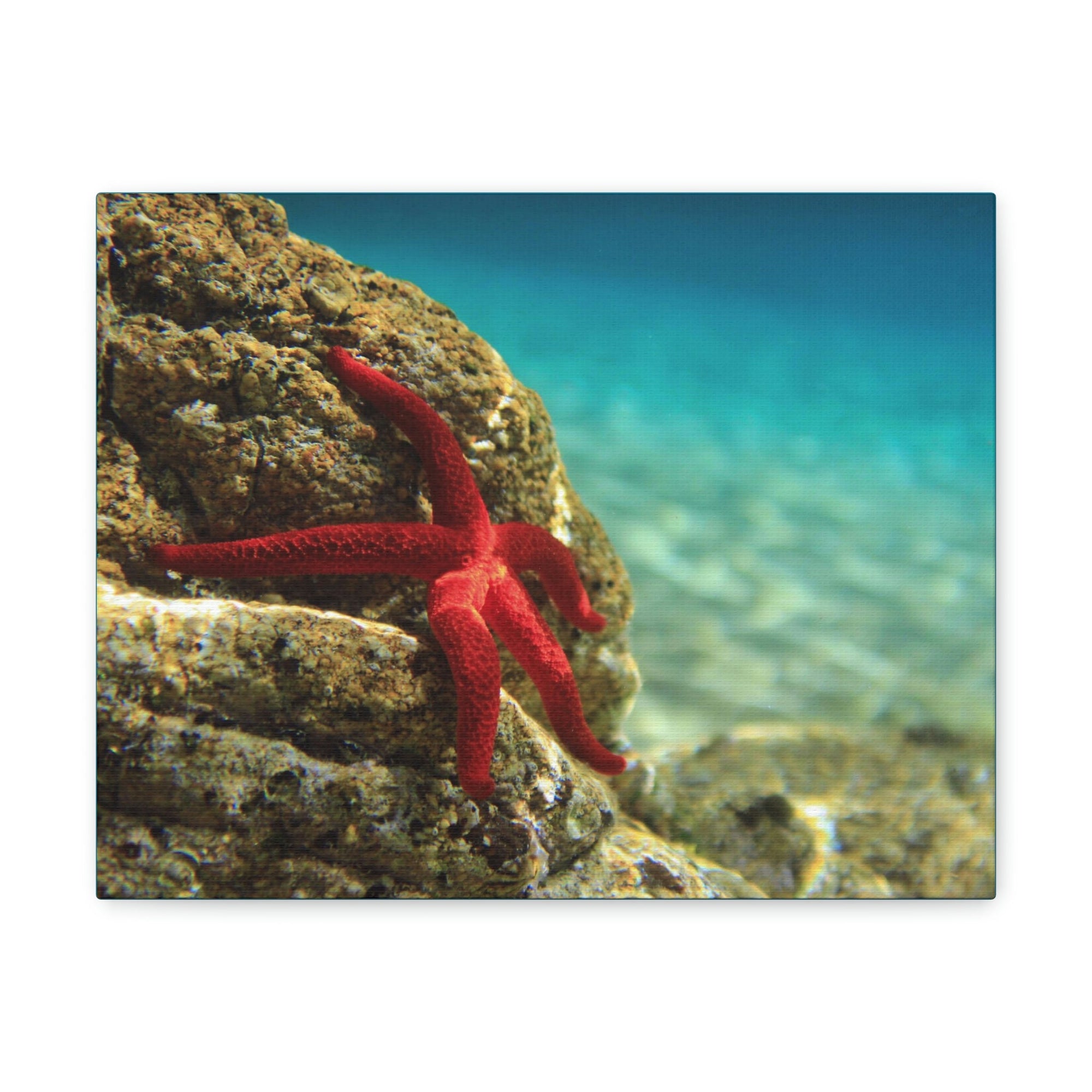 Scripture Walls Starfish Hunting Starfish on Hunt Print Animal Wall Art Wildlife Canvas Prints Wall Art Ready to Hang Unframed-Express Your Love Gifts