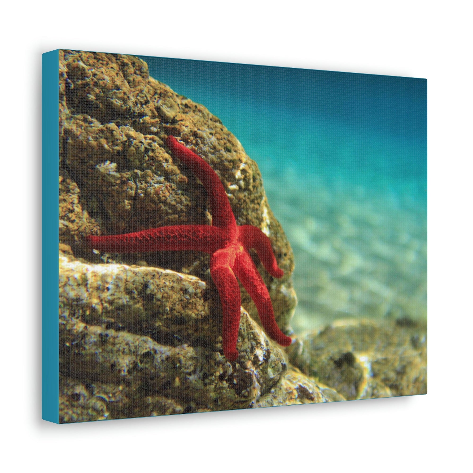 Scripture Walls Starfish Hunting Starfish on Hunt Print Animal Wall Art Wildlife Canvas Prints Wall Art Ready to Hang Unframed-Express Your Love Gifts