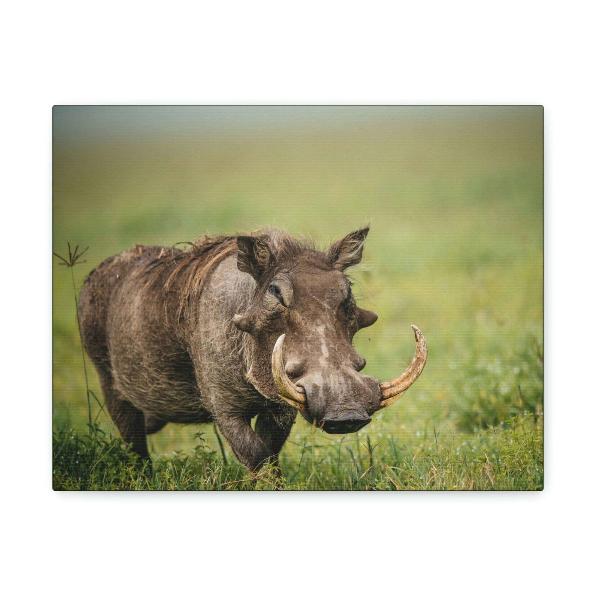 Scripture Walls Statuesque Common Warthog on a Grassland Print Animal Wall Art Wildlife Canvas Prints Wall Art Ready to Hang Unframed-Express Your Love Gifts