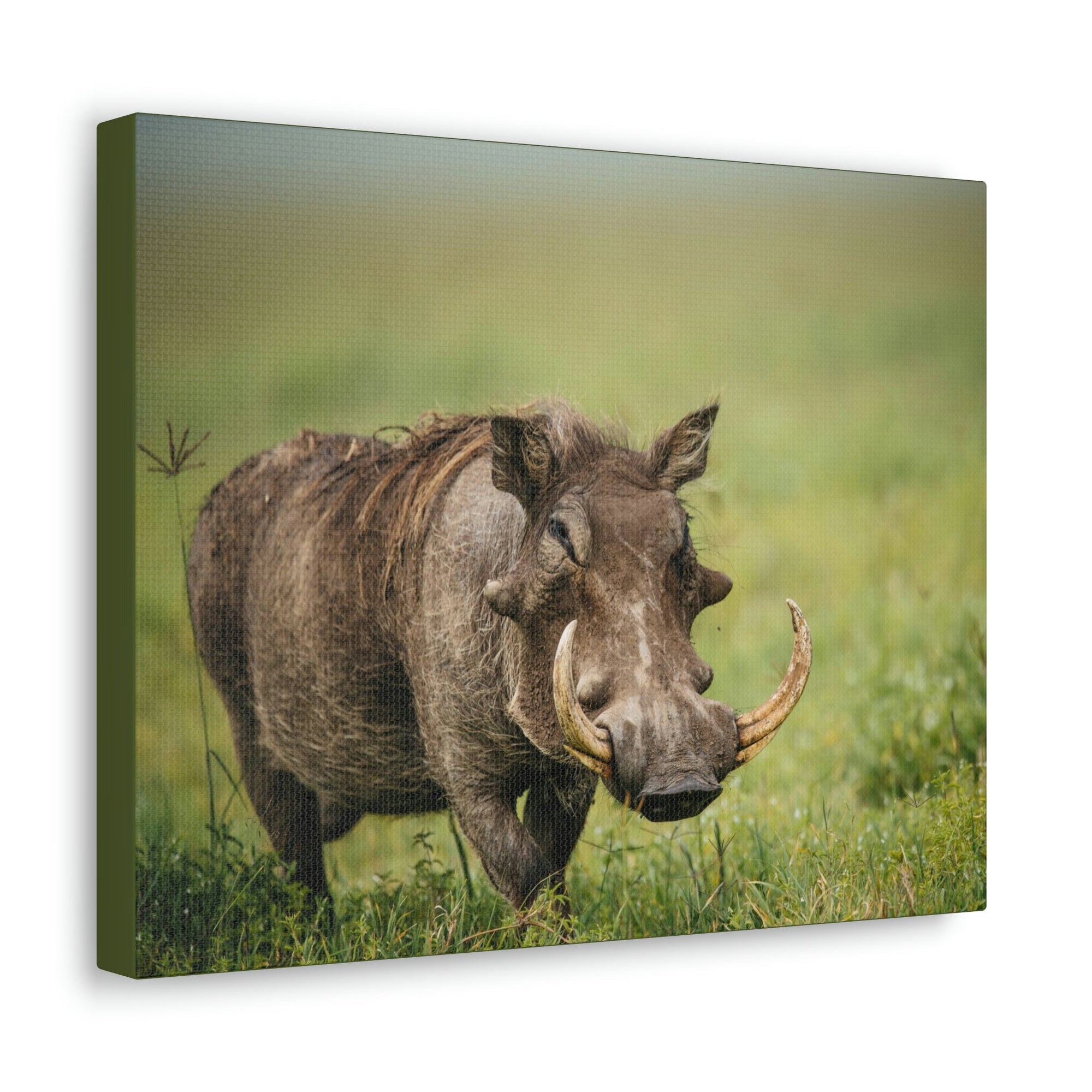 Scripture Walls Statuesque Common Warthog on a Grassland Print Animal Wall Art Wildlife Canvas Prints Wall Art Ready to Hang Unframed-Express Your Love Gifts