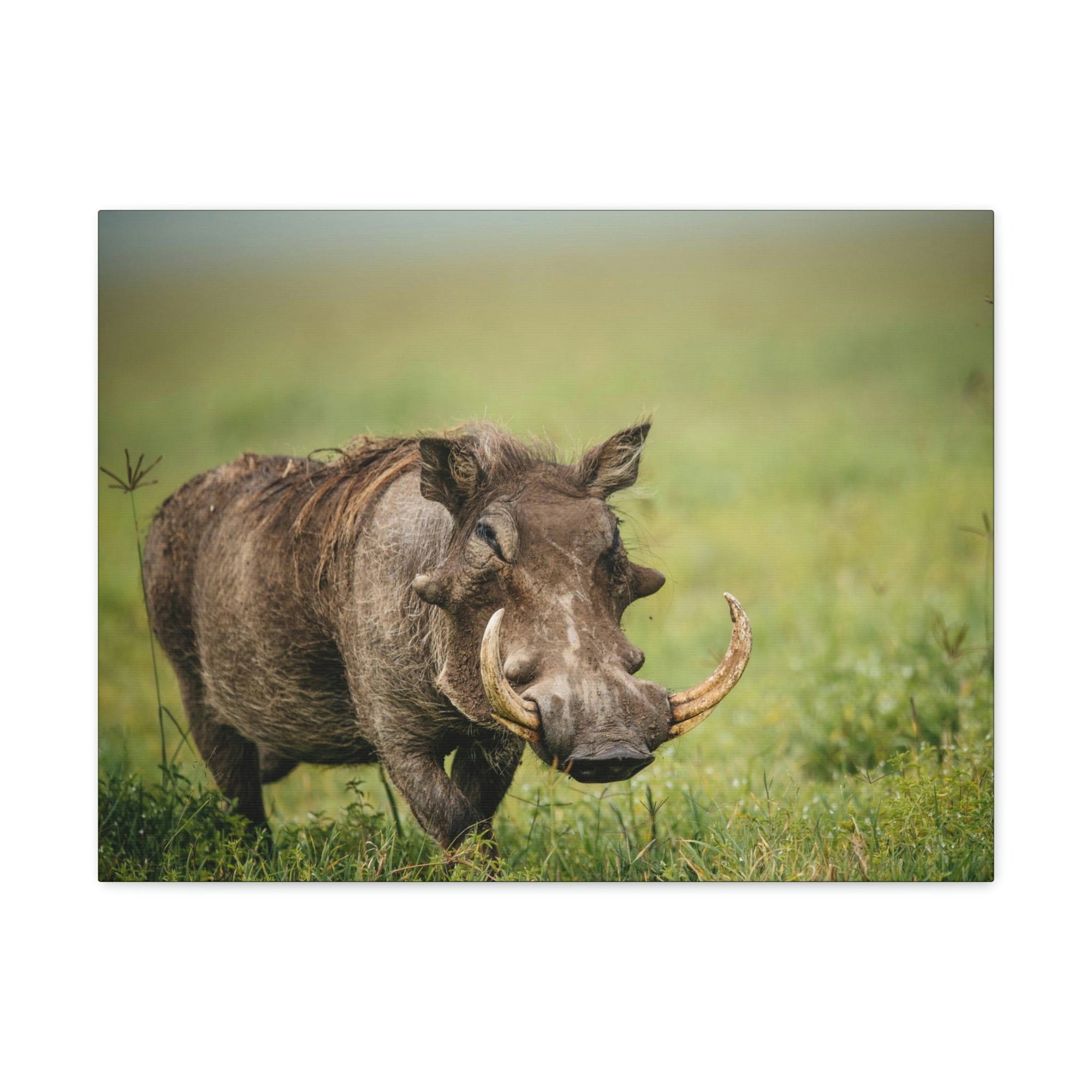 Scripture Walls Statuesque Common Warthog on a Grassland Print Animal Wall Art Wildlife Canvas Prints Wall Art Ready to Hang Unframed-Express Your Love Gifts