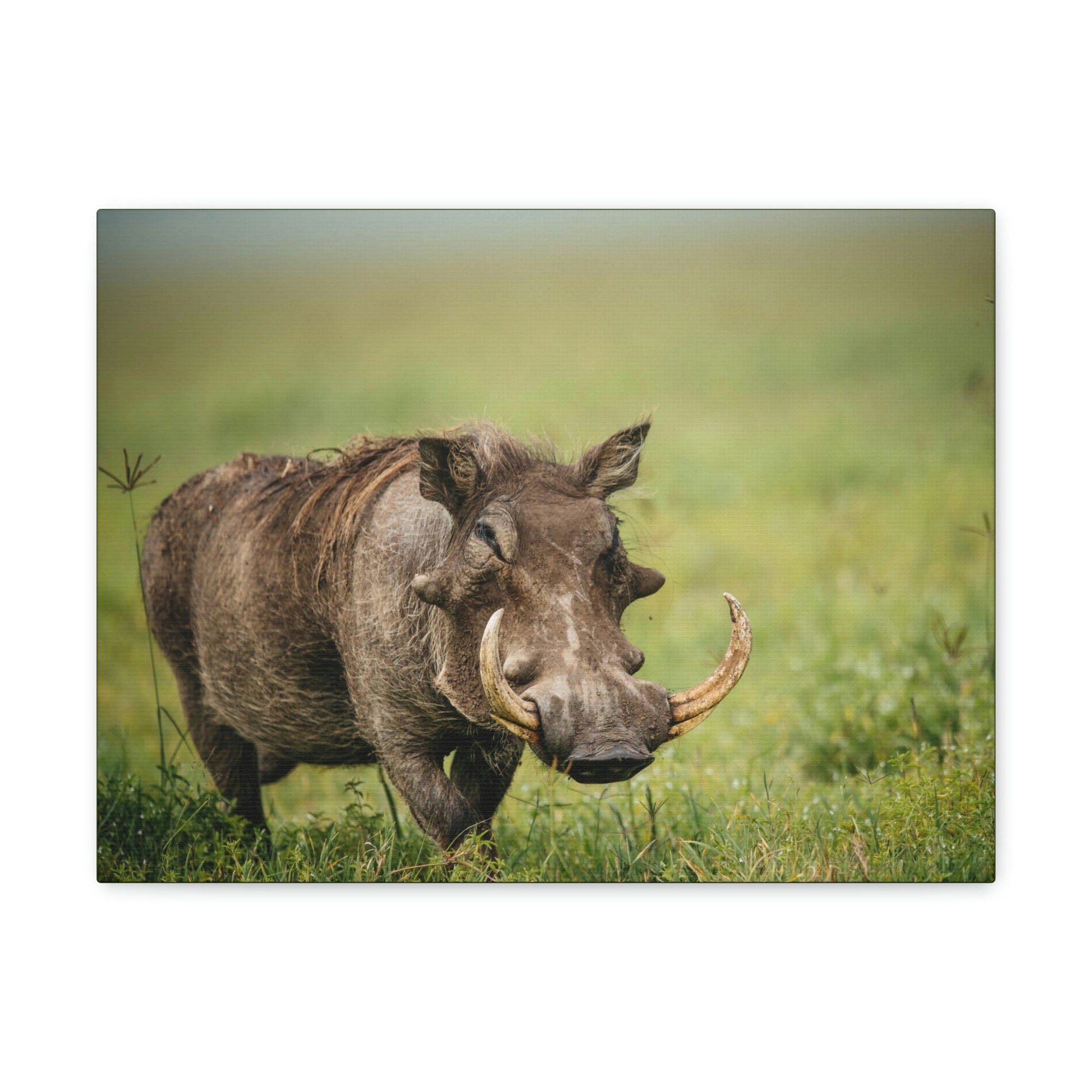 Scripture Walls Statuesque Common Warthog on a Grassland Print Animal Wall Art Wildlife Canvas Prints Wall Art Ready to Hang Unframed-Express Your Love Gifts