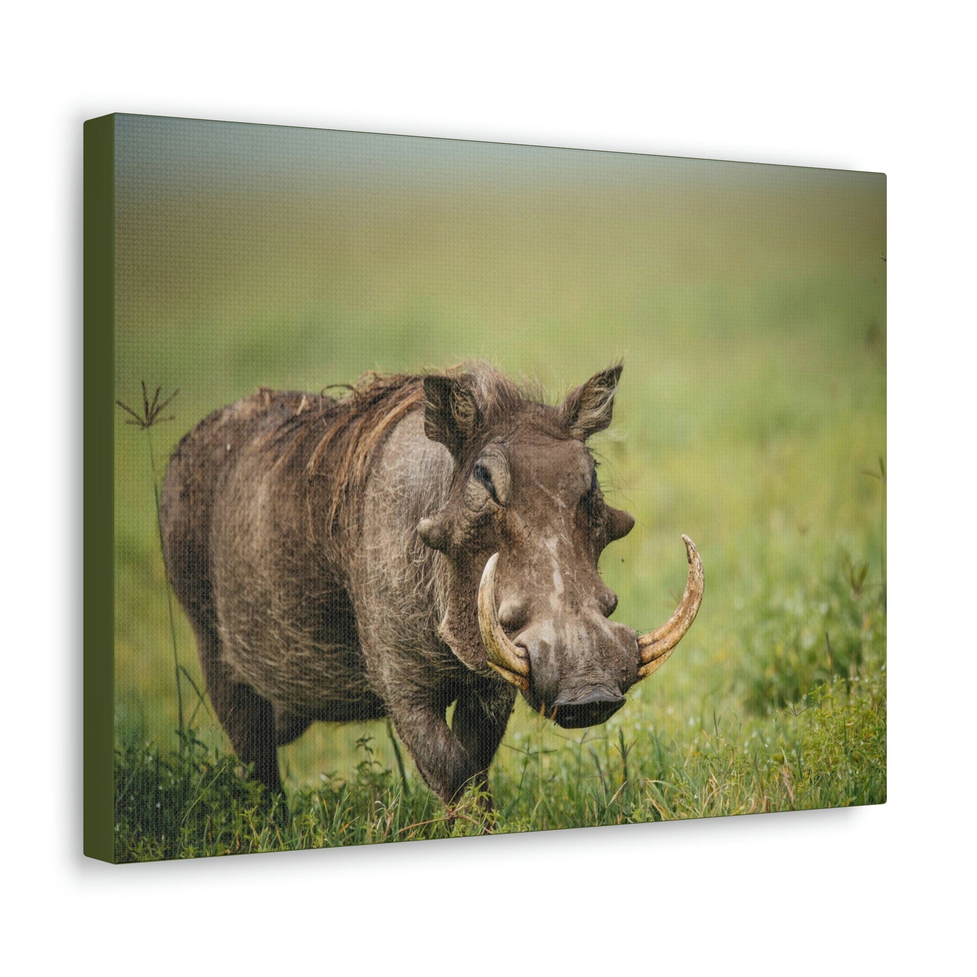 Scripture Walls Statuesque Common Warthog on a Grassland Print Animal Wall Art Wildlife Canvas Prints Wall Art Ready to Hang Unframed-Express Your Love Gifts