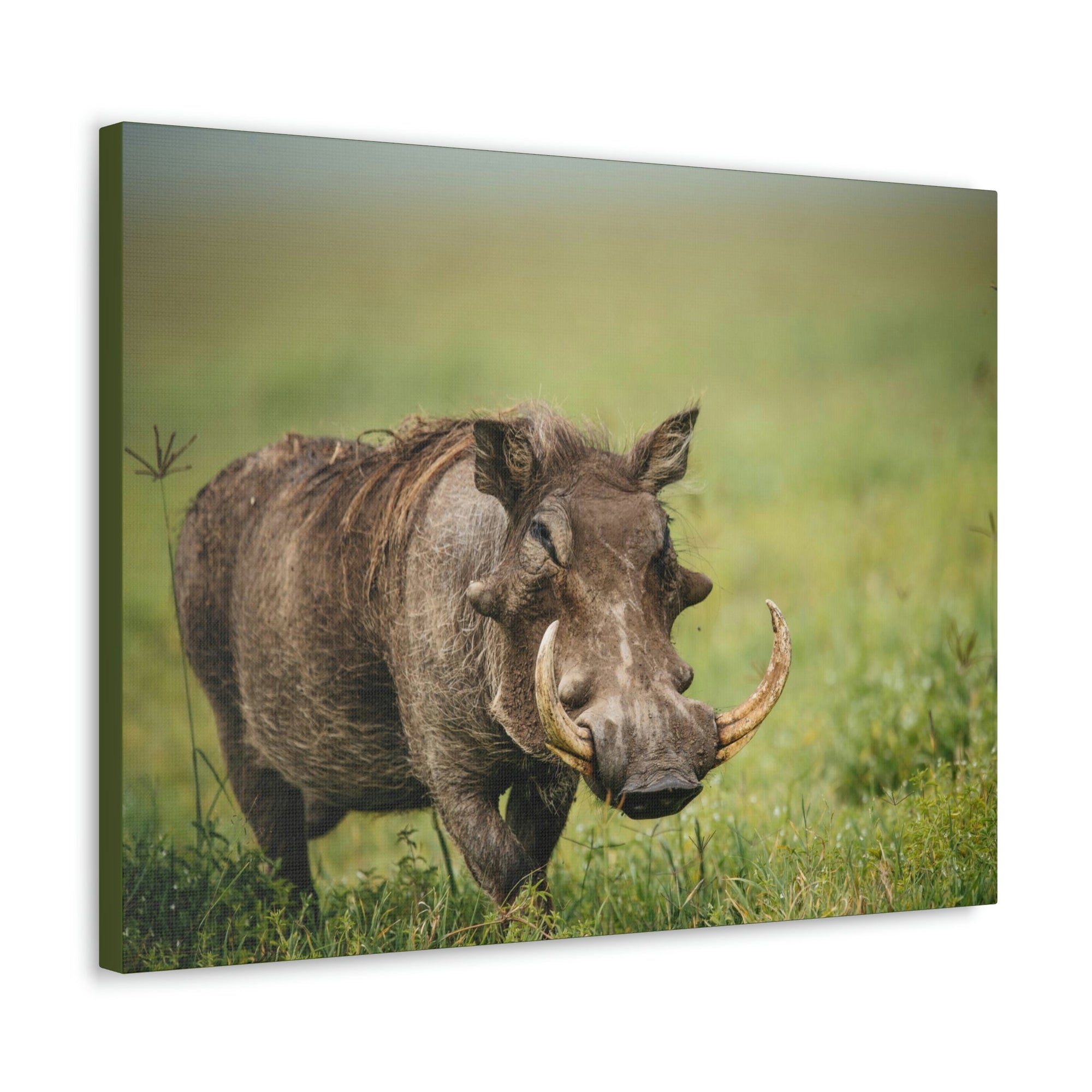 Scripture Walls Statuesque Common Warthog on a Grassland Print Animal Wall Art Wildlife Canvas Prints Wall Art Ready to Hang Unframed-Express Your Love Gifts