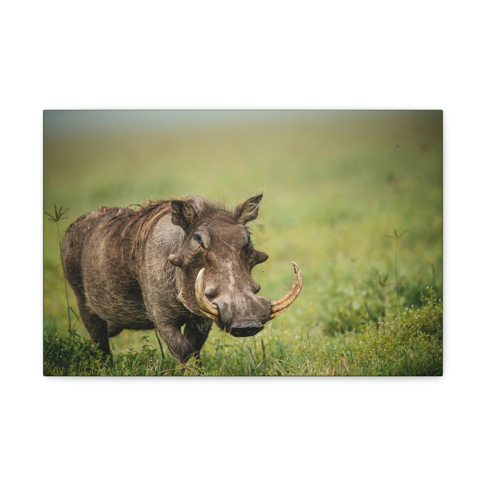 Scripture Walls Statuesque Common Warthog on a Grassland Print Animal Wall Art Wildlife Canvas Prints Wall Art Ready to Hang Unframed-Express Your Love Gifts