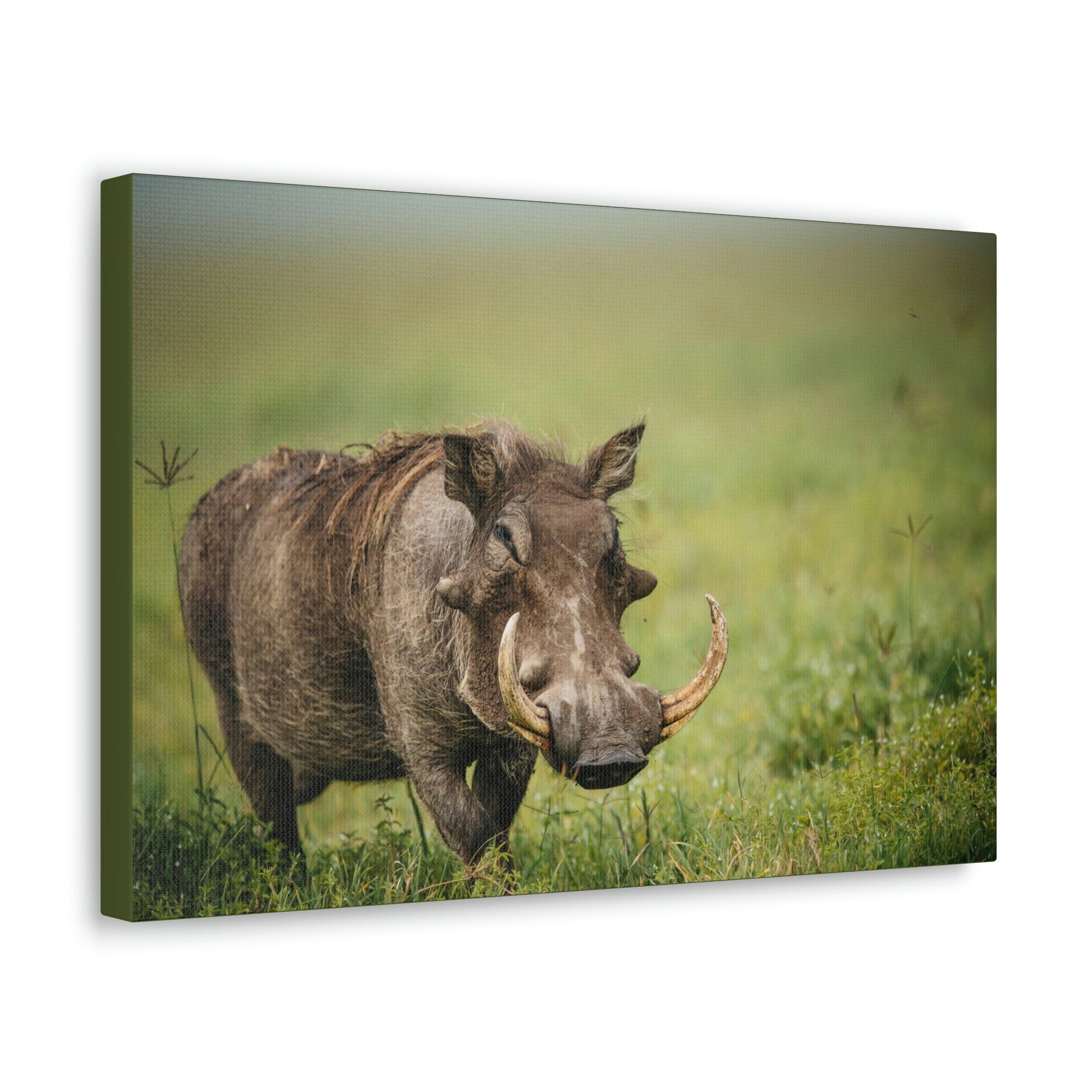 Scripture Walls Statuesque Common Warthog on a Grassland Print Animal Wall Art Wildlife Canvas Prints Wall Art Ready to Hang Unframed-Express Your Love Gifts