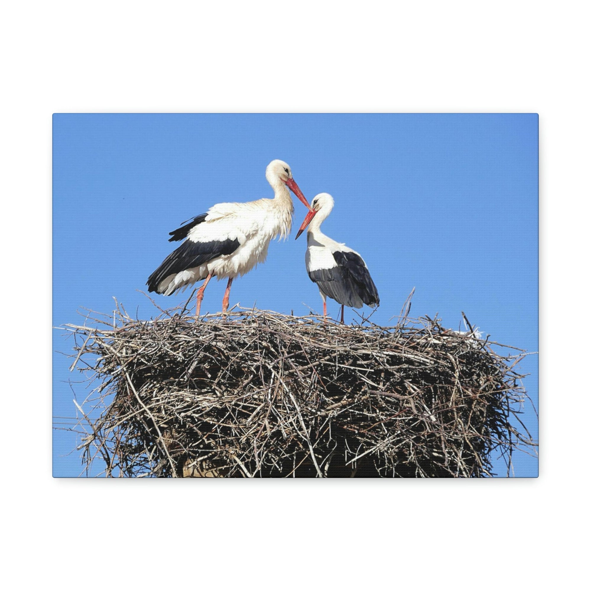 Scripture Walls Stork Couple Stork Couple Print Animal Wall Art Wildlife Canvas Prints Wall Art Ready to Hang Unframed-Express Your Love Gifts