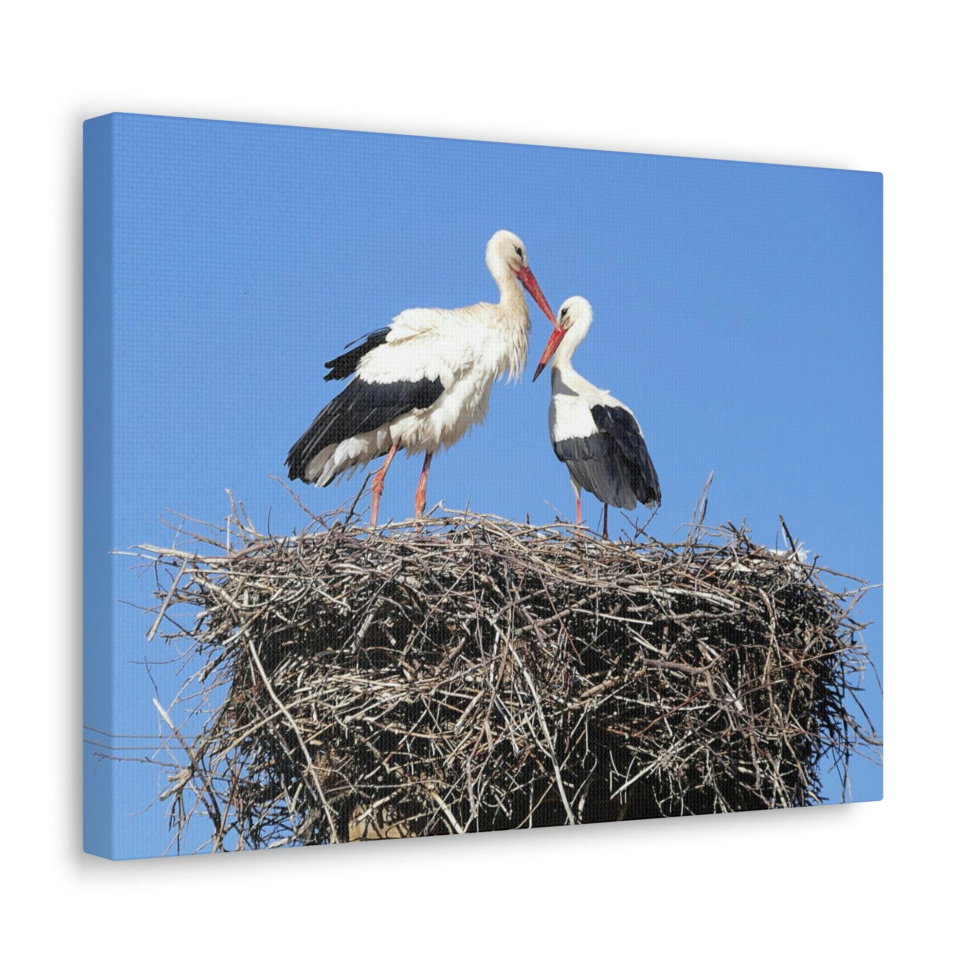 Scripture Walls Stork Couple Stork Couple Print Animal Wall Art Wildlife Canvas Prints Wall Art Ready to Hang Unframed-Express Your Love Gifts