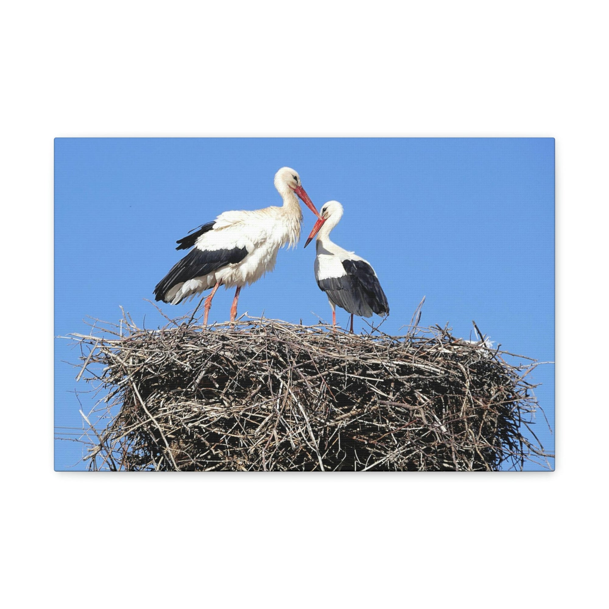 Scripture Walls Stork Couple Stork Couple Print Animal Wall Art Wildlife Canvas Prints Wall Art Ready to Hang Unframed-Express Your Love Gifts