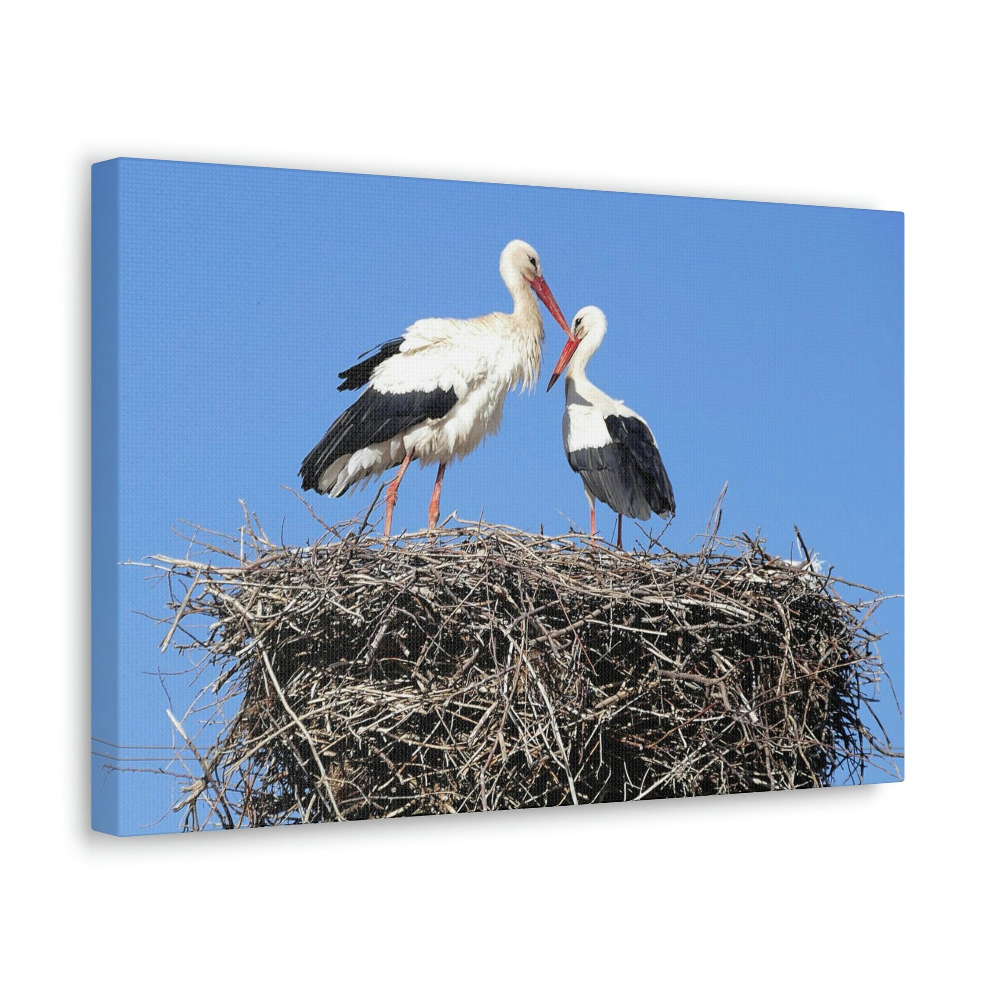 Scripture Walls Stork Couple Stork Couple Print Animal Wall Art Wildlife Canvas Prints Wall Art Ready to Hang Unframed-Express Your Love Gifts