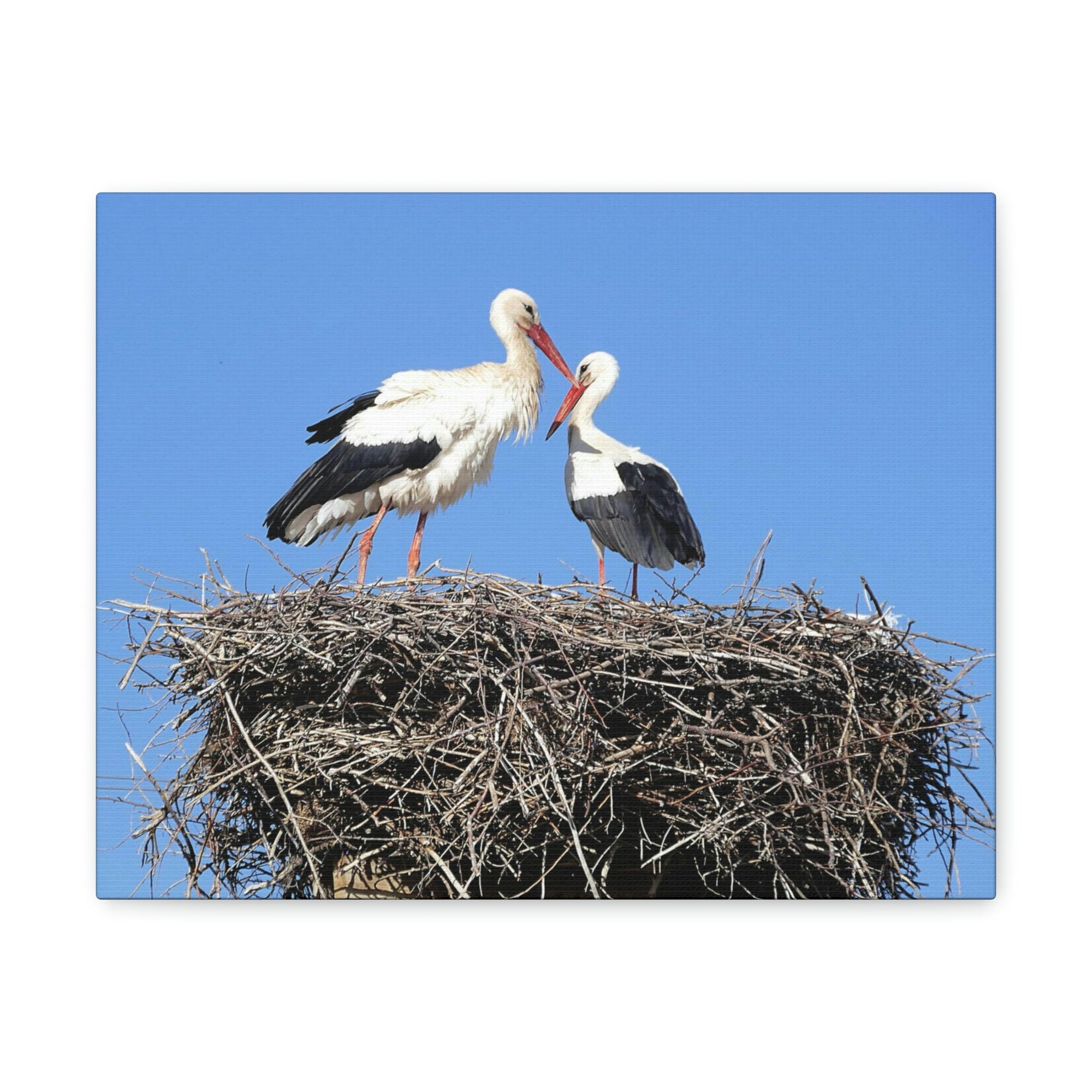 Scripture Walls Stork Couple Stork Couple Print Animal Wall Art Wildlife Canvas Prints Wall Art Ready to Hang Unframed-Express Your Love Gifts