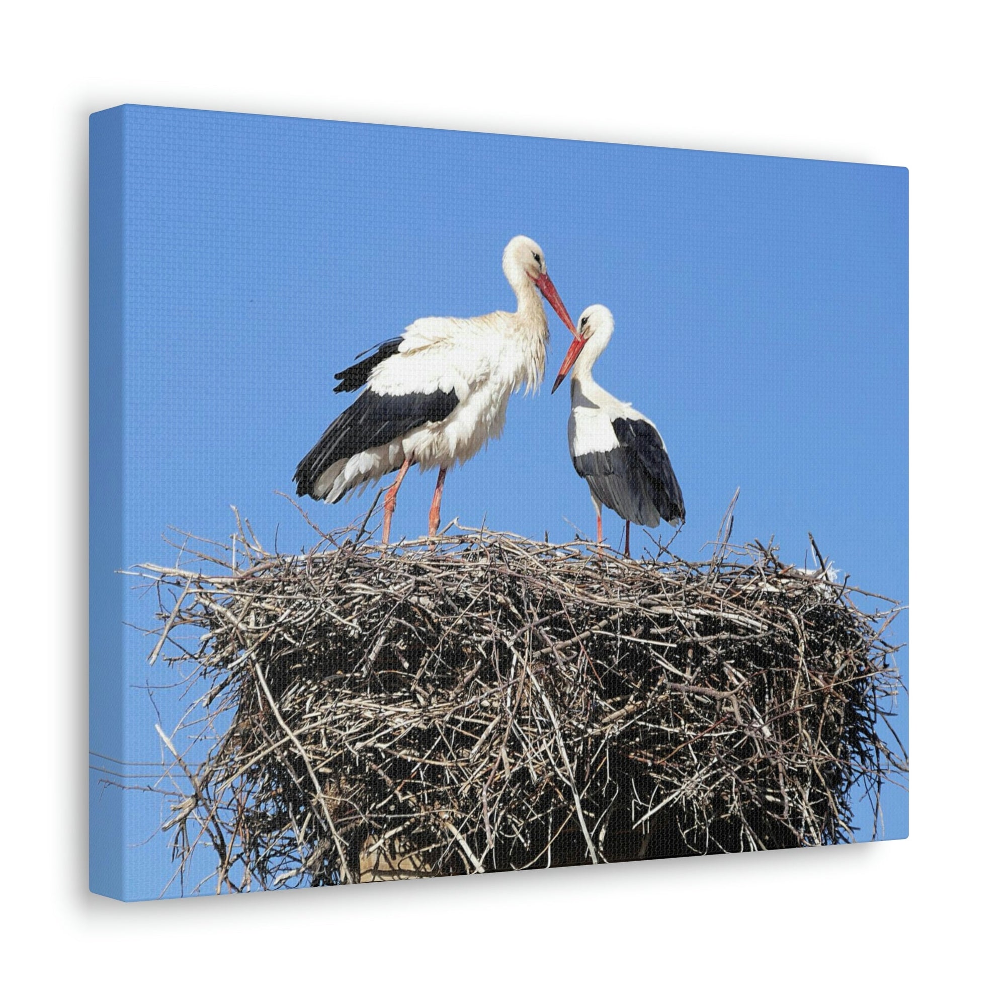 Scripture Walls Stork Couple Stork Couple Print Animal Wall Art Wildlife Canvas Prints Wall Art Ready to Hang Unframed-Express Your Love Gifts