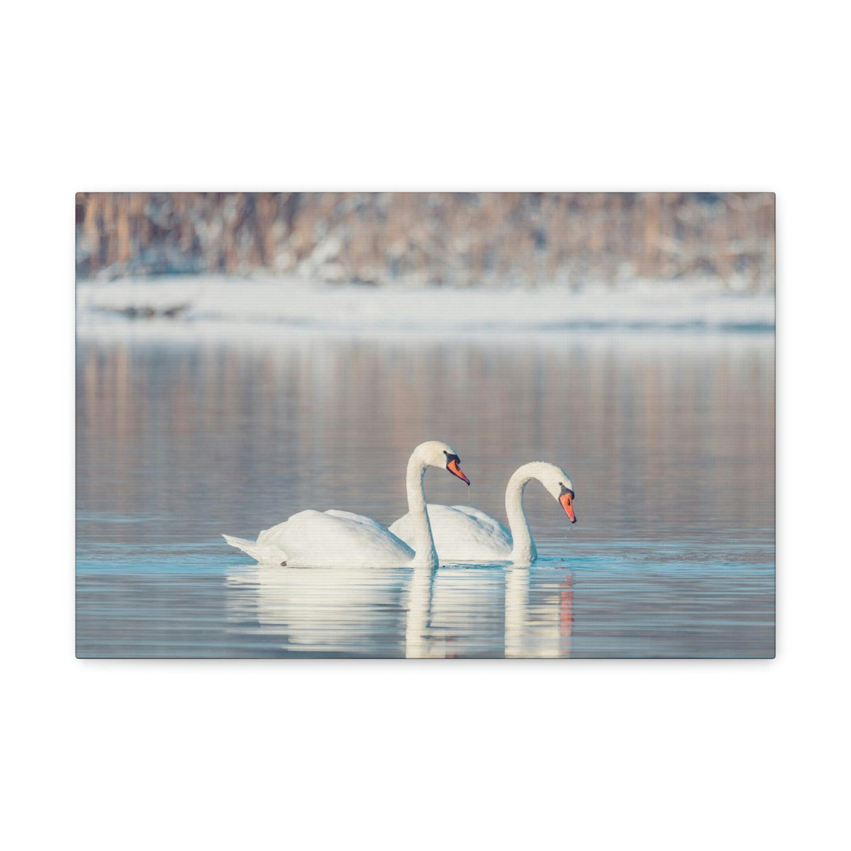 Scripture Walls Swan Couple Swan Couple Print Animal Wall Art Wildlife Canvas Prints Wall Art Ready to Hang Unframed-Express Your Love Gifts