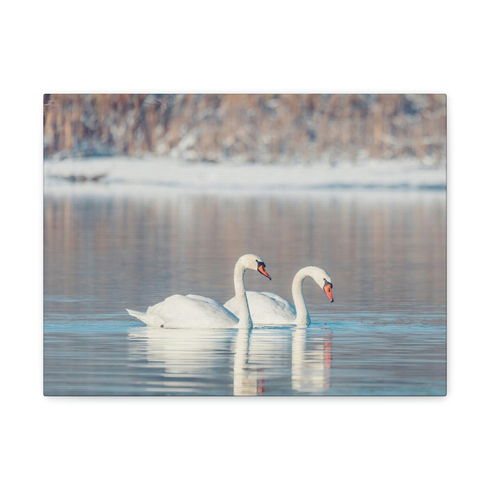 Scripture Walls Swan Couple Swan Couple Print Animal Wall Art Wildlife Canvas Prints Wall Art Ready to Hang Unframed-Express Your Love Gifts