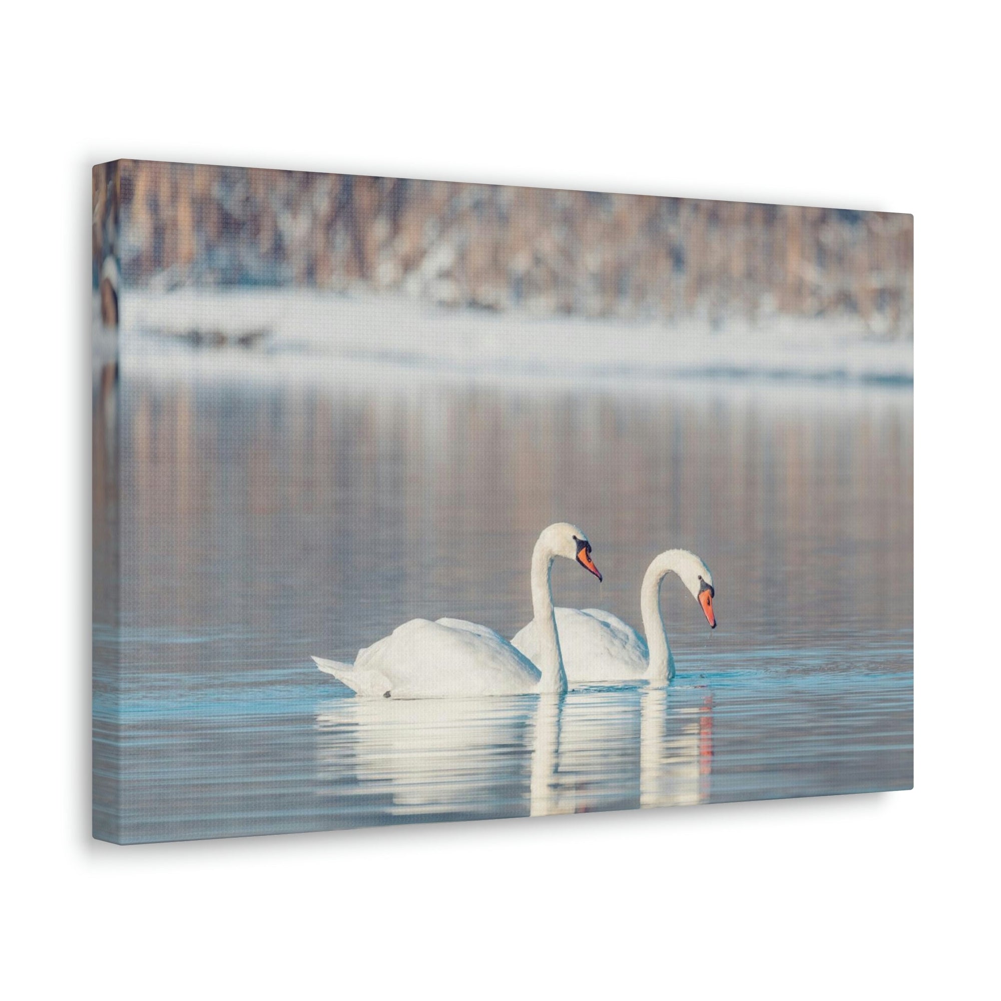 Scripture Walls Swan Couple Swan Couple Print Animal Wall Art Wildlife Canvas Prints Wall Art Ready to Hang Unframed-Express Your Love Gifts