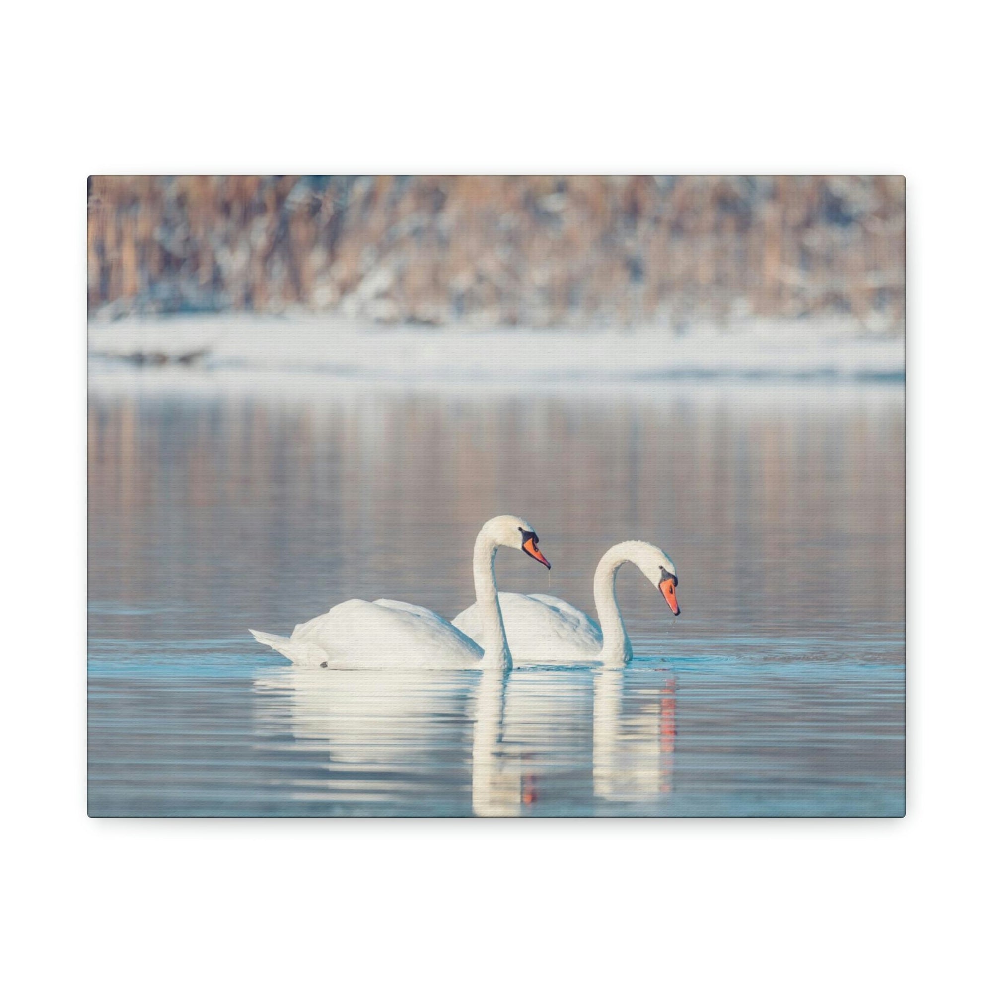 Scripture Walls Swan Couple Swan Couple Print Animal Wall Art Wildlife Canvas Prints Wall Art Ready to Hang Unframed-Express Your Love Gifts