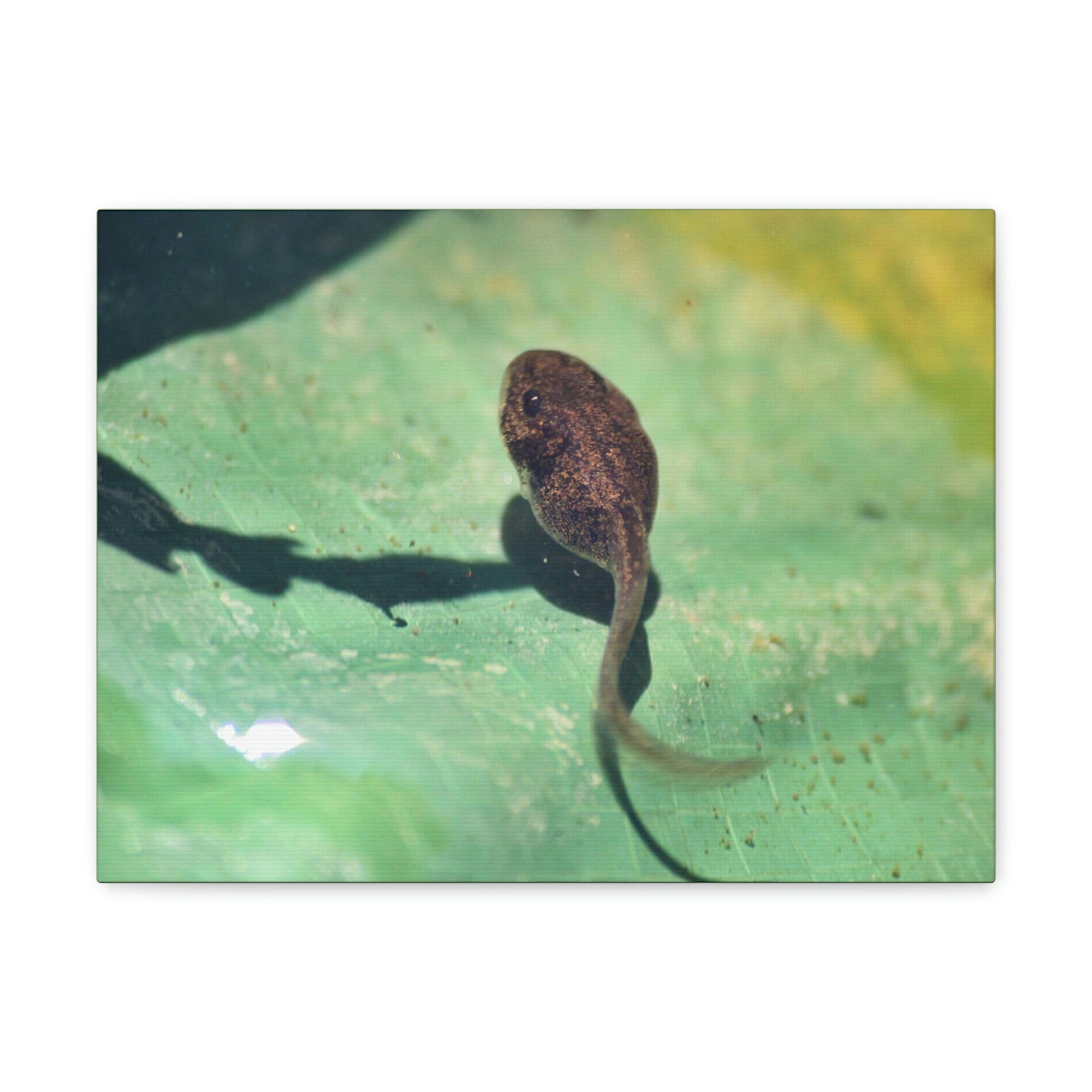 Scripture Walls Tadpole Hunting Tadpole on Hunt Print Animal Wall Art Wildlife Canvas Prints Wall Art Ready to Hang Unframed-Express Your Love Gifts