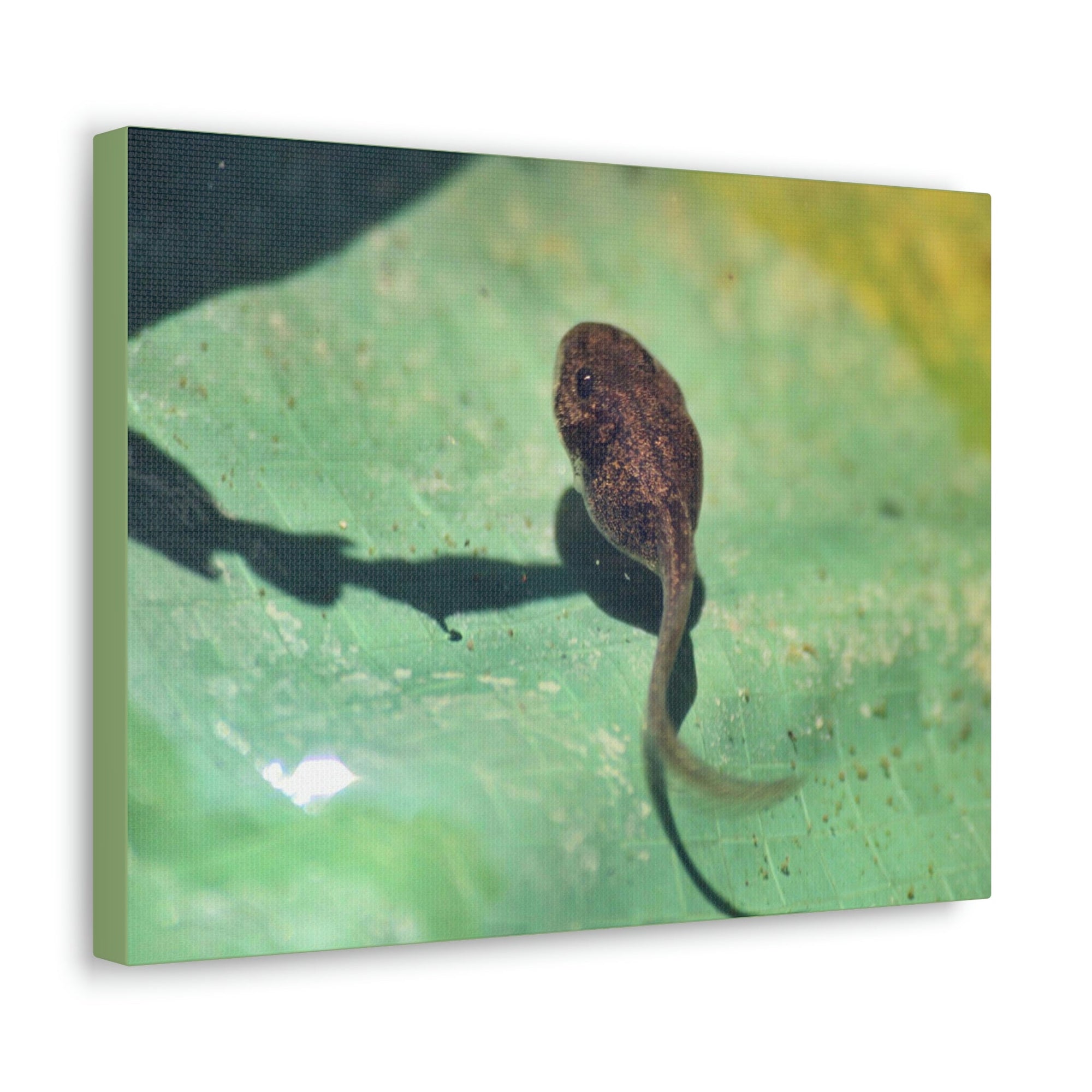 Scripture Walls Tadpole Hunting Tadpole on Hunt Print Animal Wall Art Wildlife Canvas Prints Wall Art Ready to Hang Unframed-Express Your Love Gifts