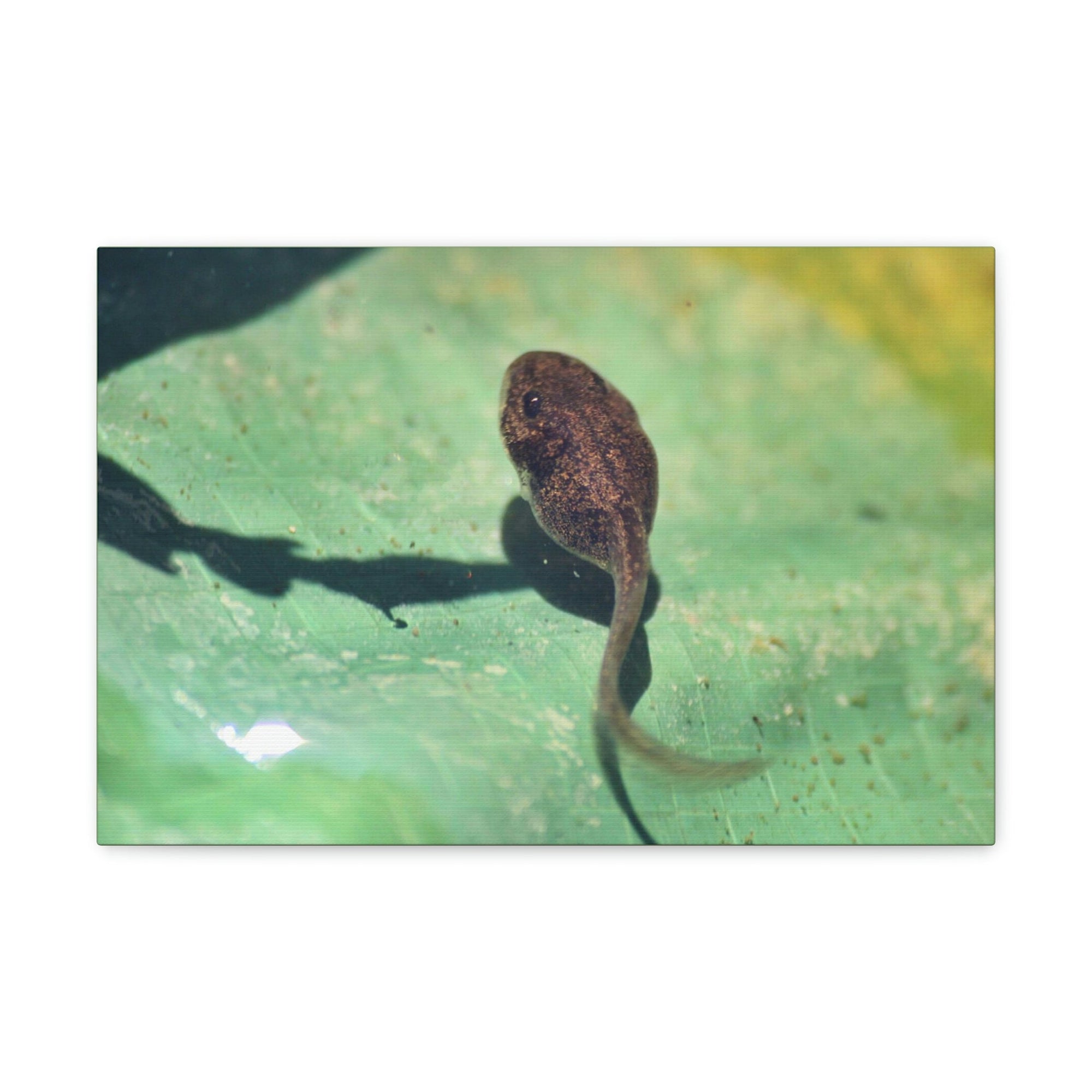 Scripture Walls Tadpole Hunting Tadpole on Hunt Print Animal Wall Art Wildlife Canvas Prints Wall Art Ready to Hang Unframed-Express Your Love Gifts