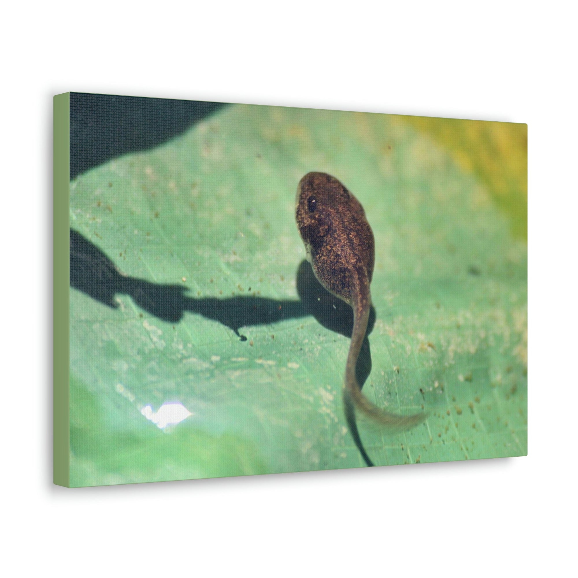 Scripture Walls Tadpole Hunting Tadpole on Hunt Print Animal Wall Art Wildlife Canvas Prints Wall Art Ready to Hang Unframed-Express Your Love Gifts