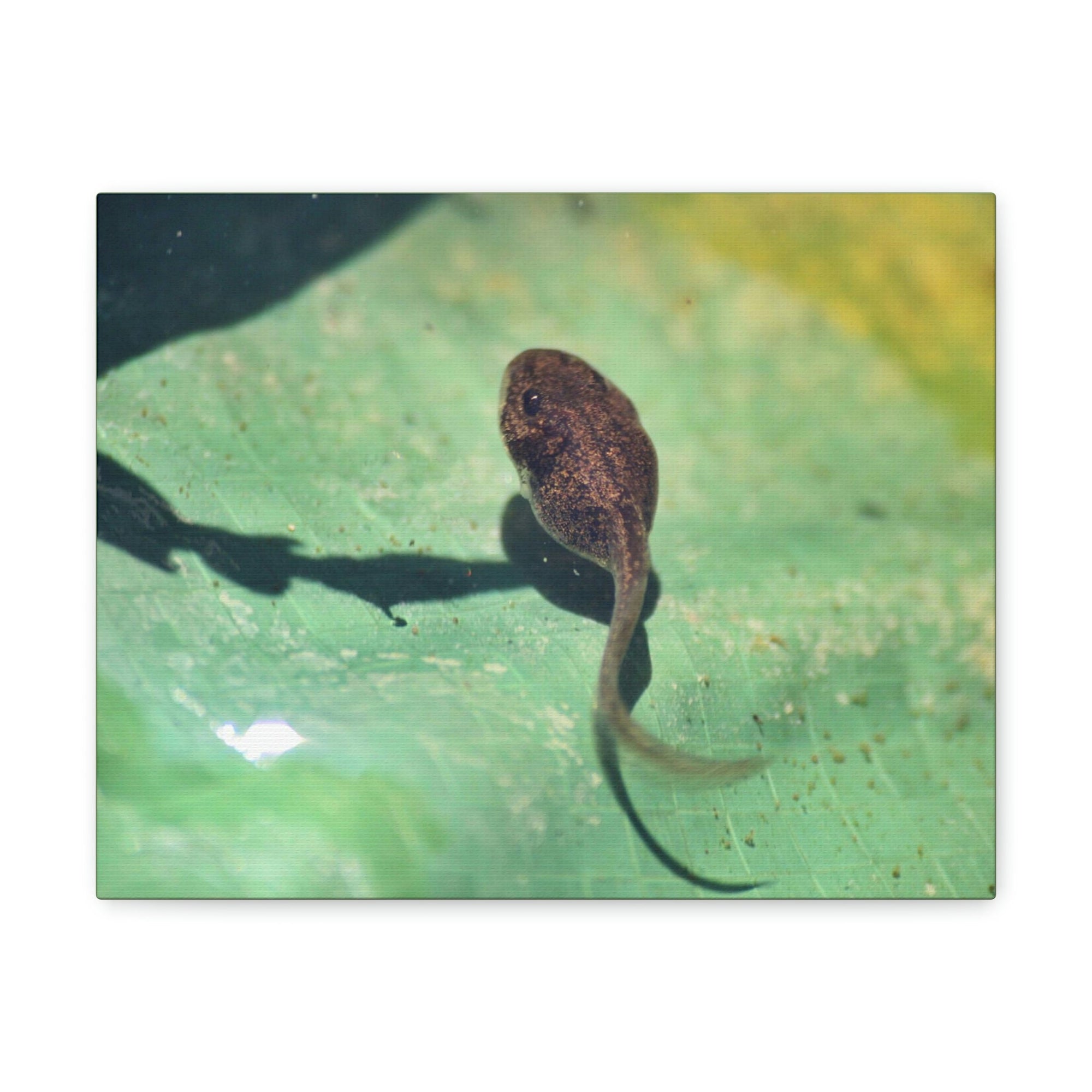 Scripture Walls Tadpole Hunting Tadpole on Hunt Print Animal Wall Art Wildlife Canvas Prints Wall Art Ready to Hang Unframed-Express Your Love Gifts