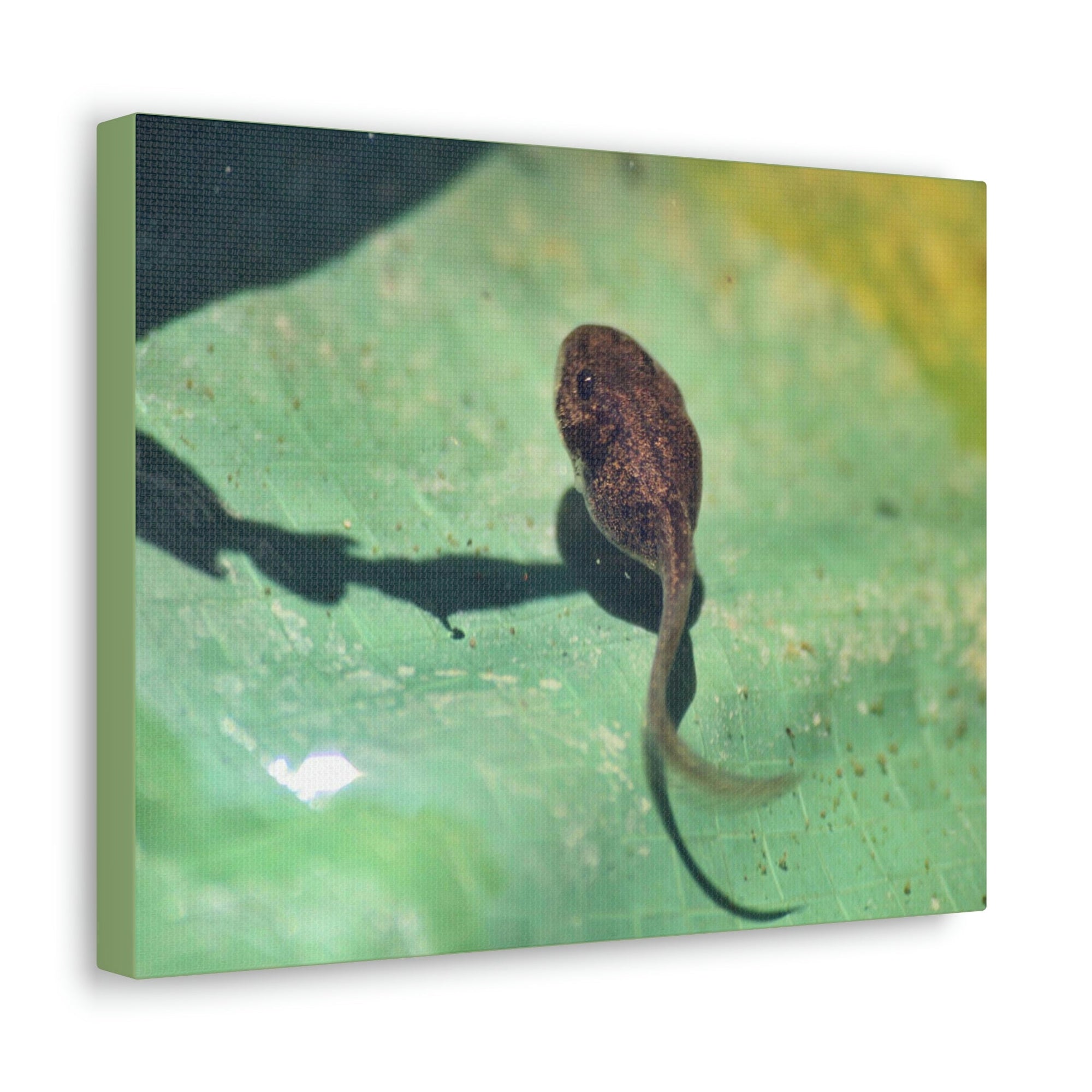 Scripture Walls Tadpole Hunting Tadpole on Hunt Print Animal Wall Art Wildlife Canvas Prints Wall Art Ready to Hang Unframed-Express Your Love Gifts