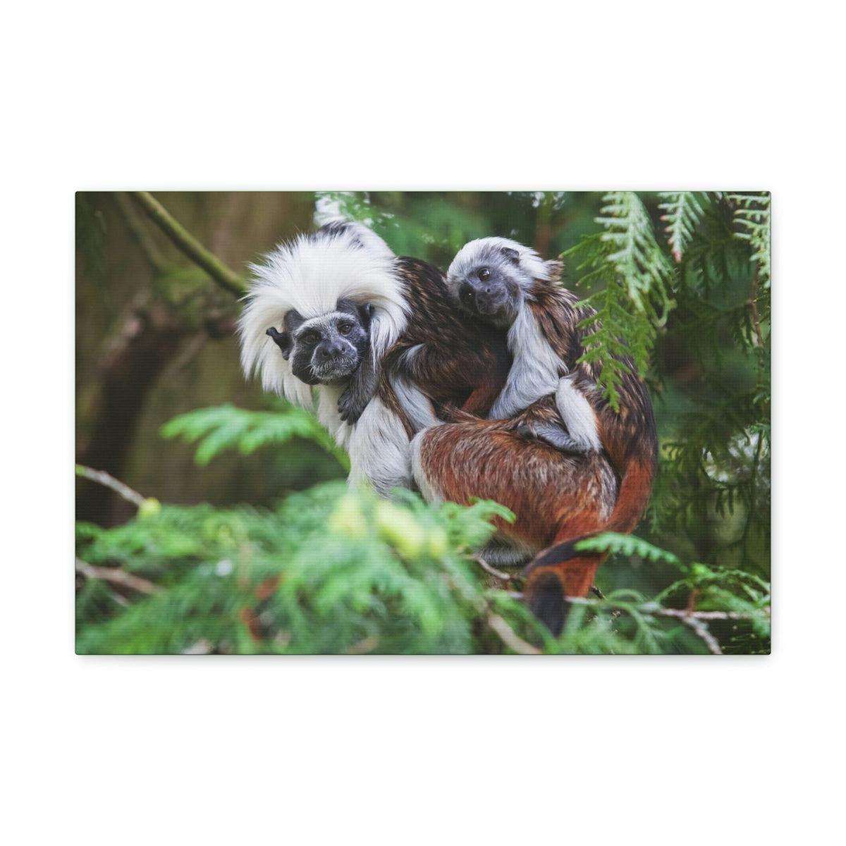 Scripture Walls Tamarin Group Tamarin Troop Print Animal Wall Art Wildlife Canvas Prints Wall Art Ready to Hang Unframed-Express Your Love Gifts