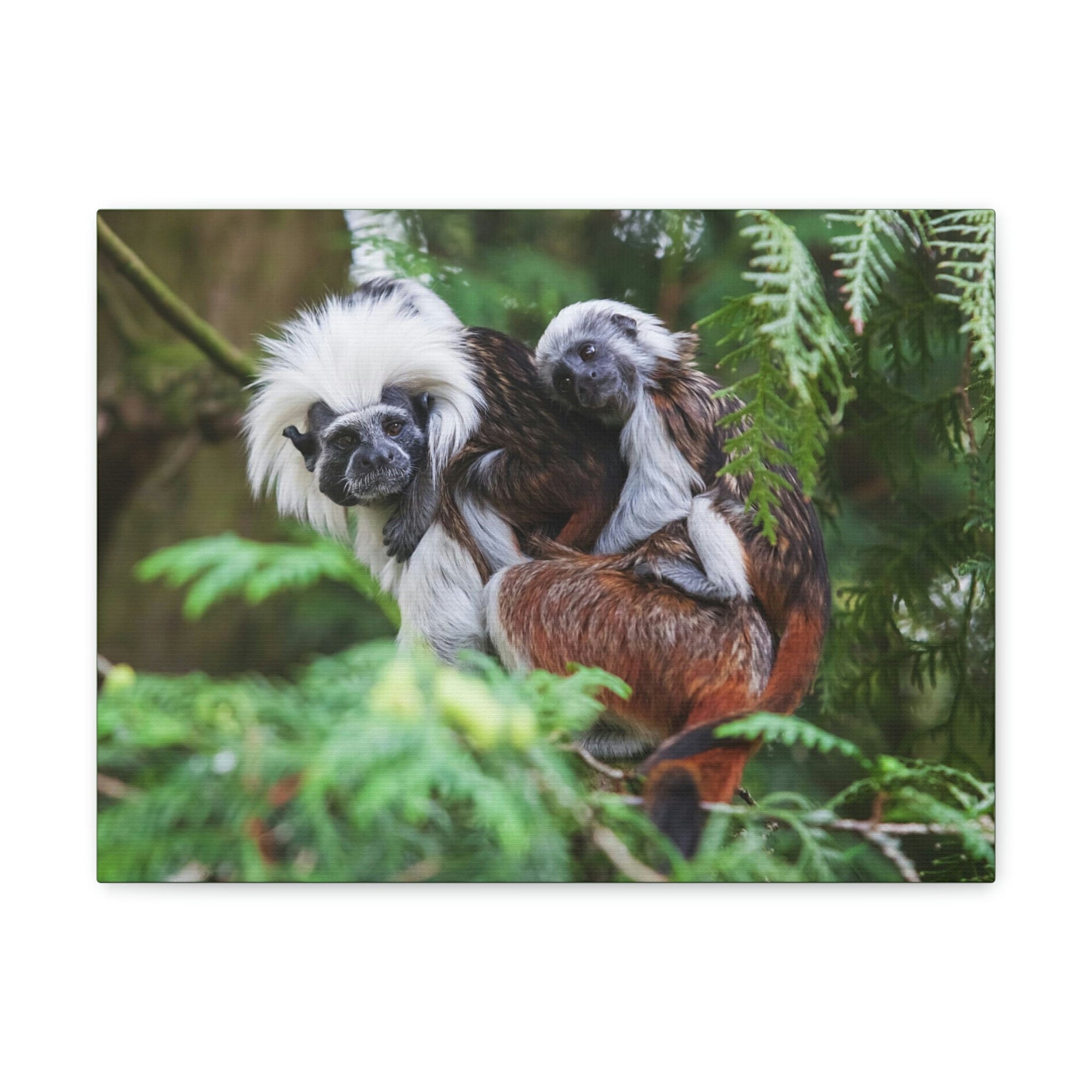 Scripture Walls Tamarin Group Tamarin Troop Print Animal Wall Art Wildlife Canvas Prints Wall Art Ready to Hang Unframed-Express Your Love Gifts