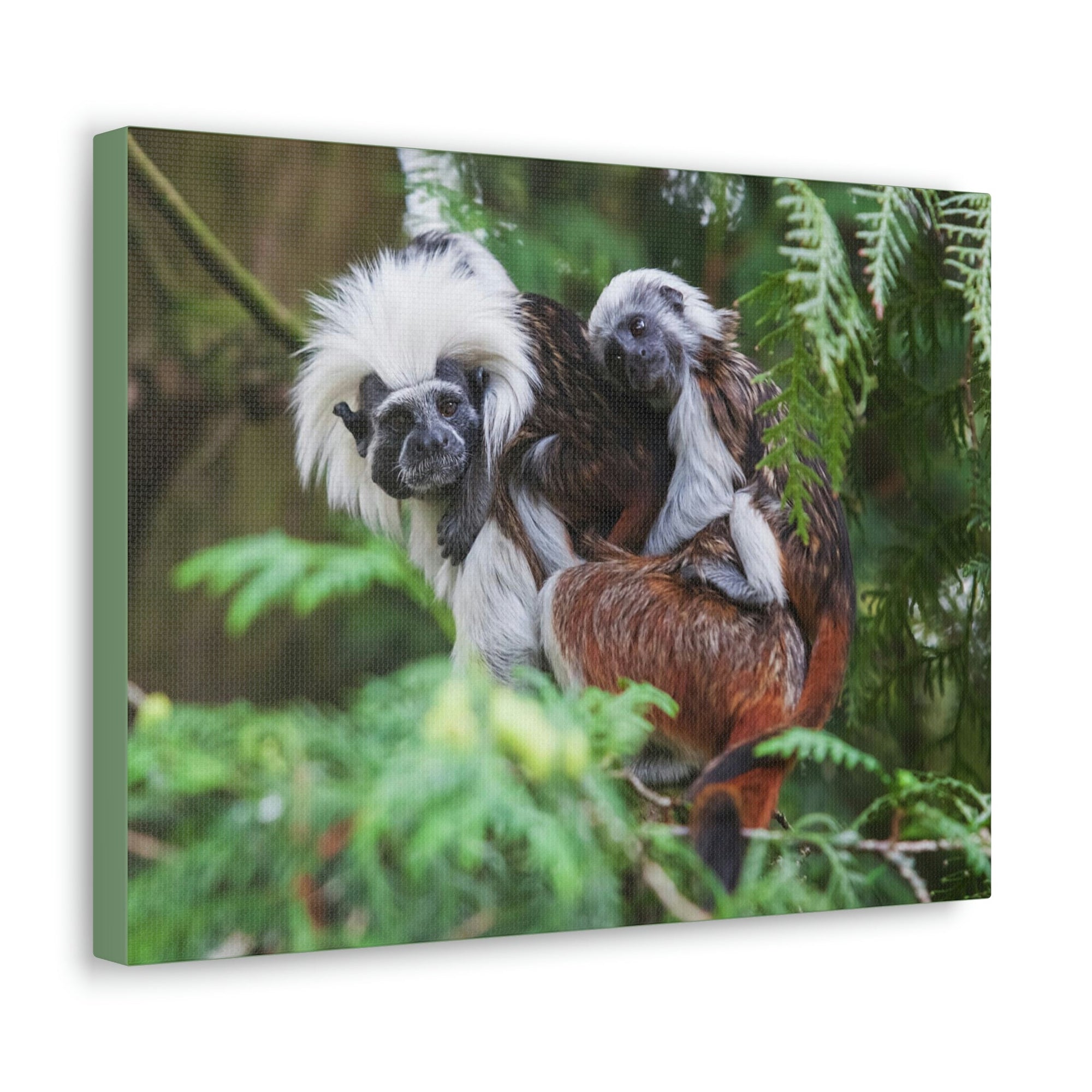 Scripture Walls Tamarin Group Tamarin Troop Print Animal Wall Art Wildlife Canvas Prints Wall Art Ready to Hang Unframed-Express Your Love Gifts