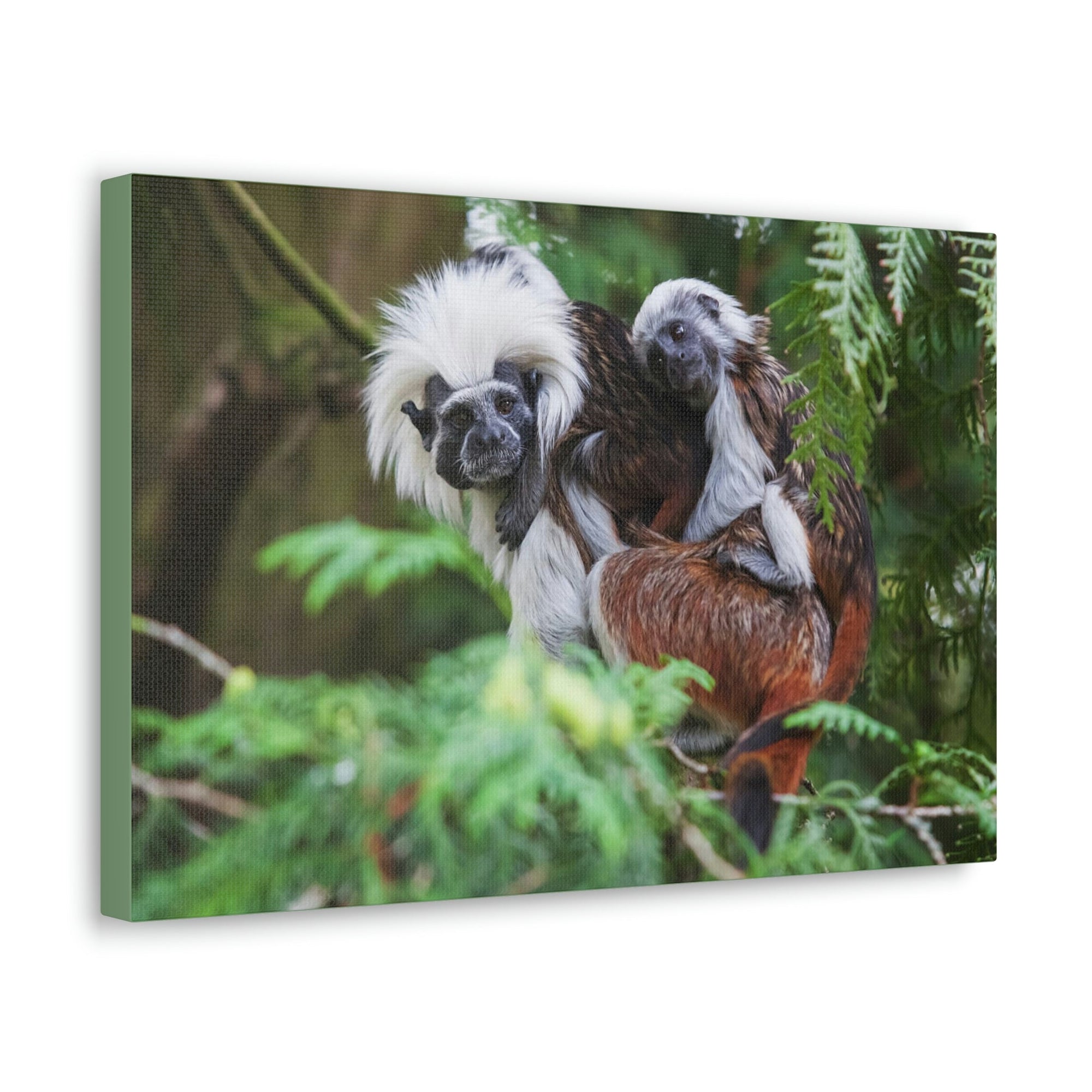 Scripture Walls Tamarin Group Tamarin Troop Print Animal Wall Art Wildlife Canvas Prints Wall Art Ready to Hang Unframed-Express Your Love Gifts