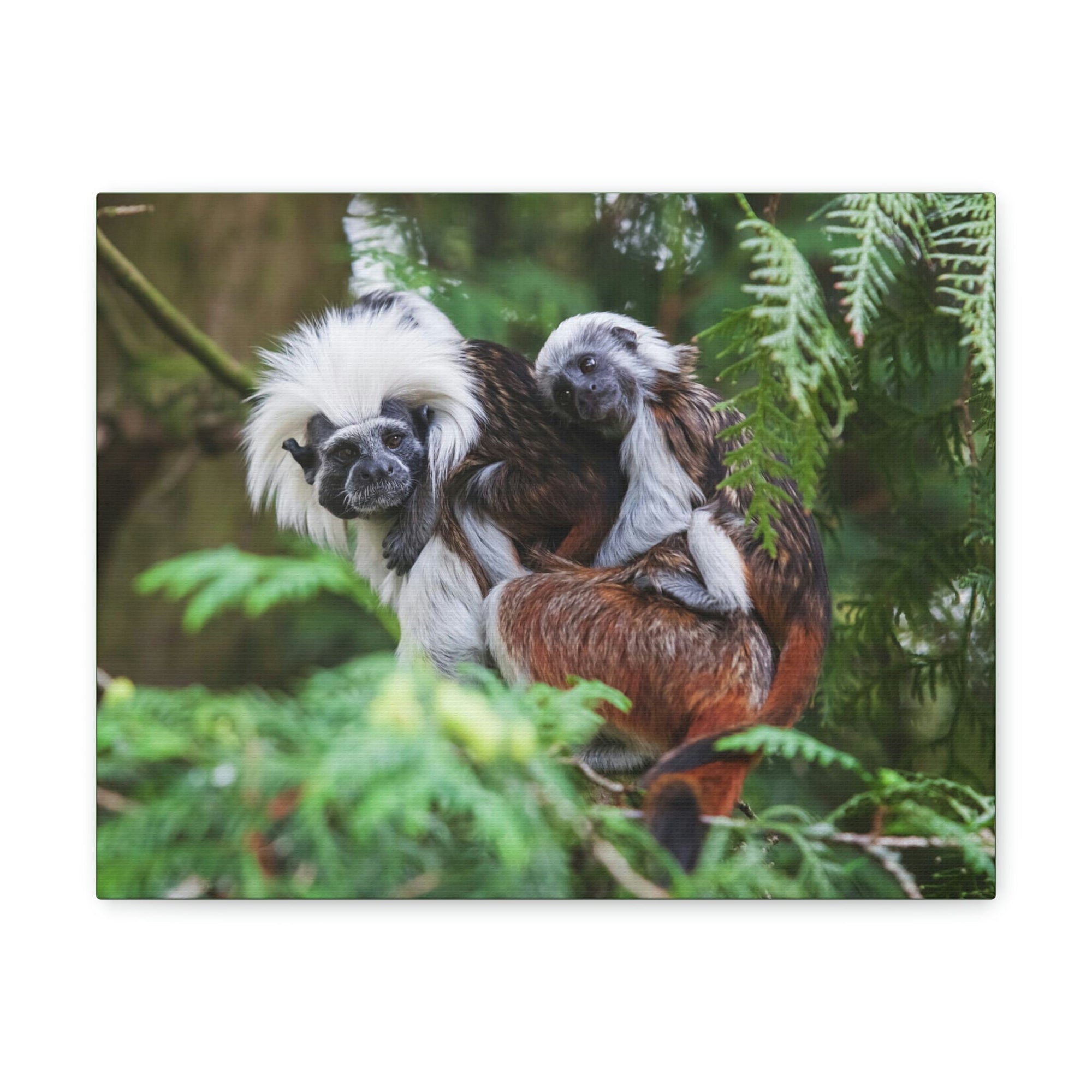 Scripture Walls Tamarin Group Tamarin Troop Print Animal Wall Art Wildlife Canvas Prints Wall Art Ready to Hang Unframed-Express Your Love Gifts