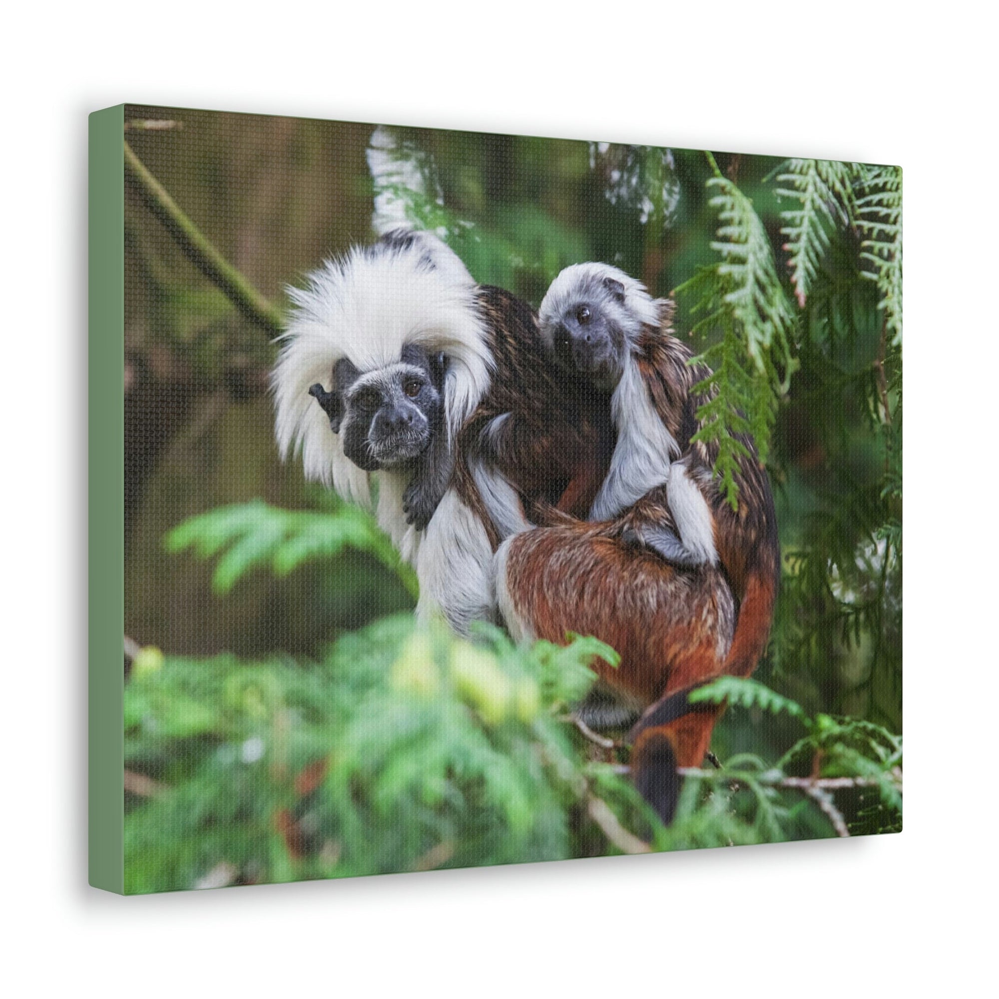 Scripture Walls Tamarin Group Tamarin Troop Print Animal Wall Art Wildlife Canvas Prints Wall Art Ready to Hang Unframed-Express Your Love Gifts