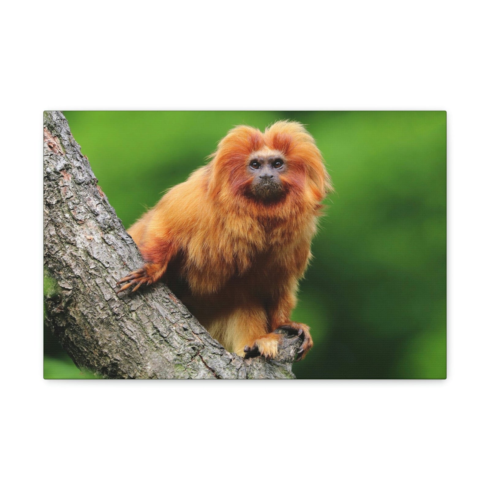 Scripture Walls Tamarin Hunting Tamarin on Hunt Print Animal Wall Art Wildlife Canvas Prints Wall Art Ready to Hang Unframed-Express Your Love Gifts