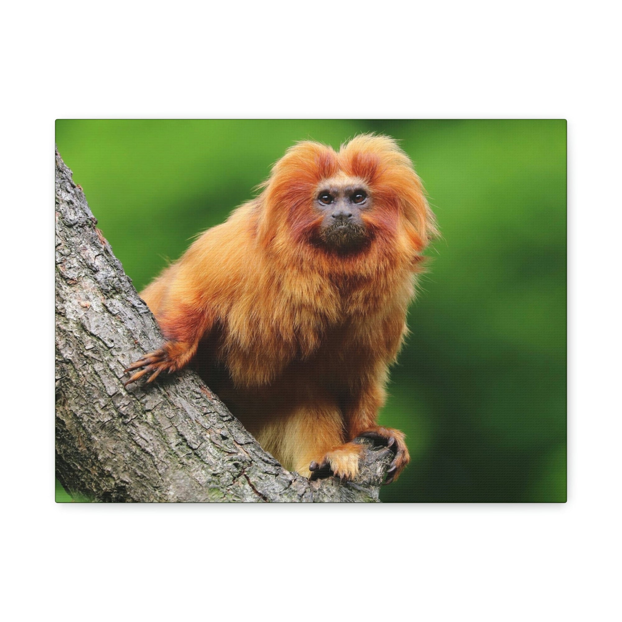 Scripture Walls Tamarin Hunting Tamarin on Hunt Print Animal Wall Art Wildlife Canvas Prints Wall Art Ready to Hang Unframed-Express Your Love Gifts