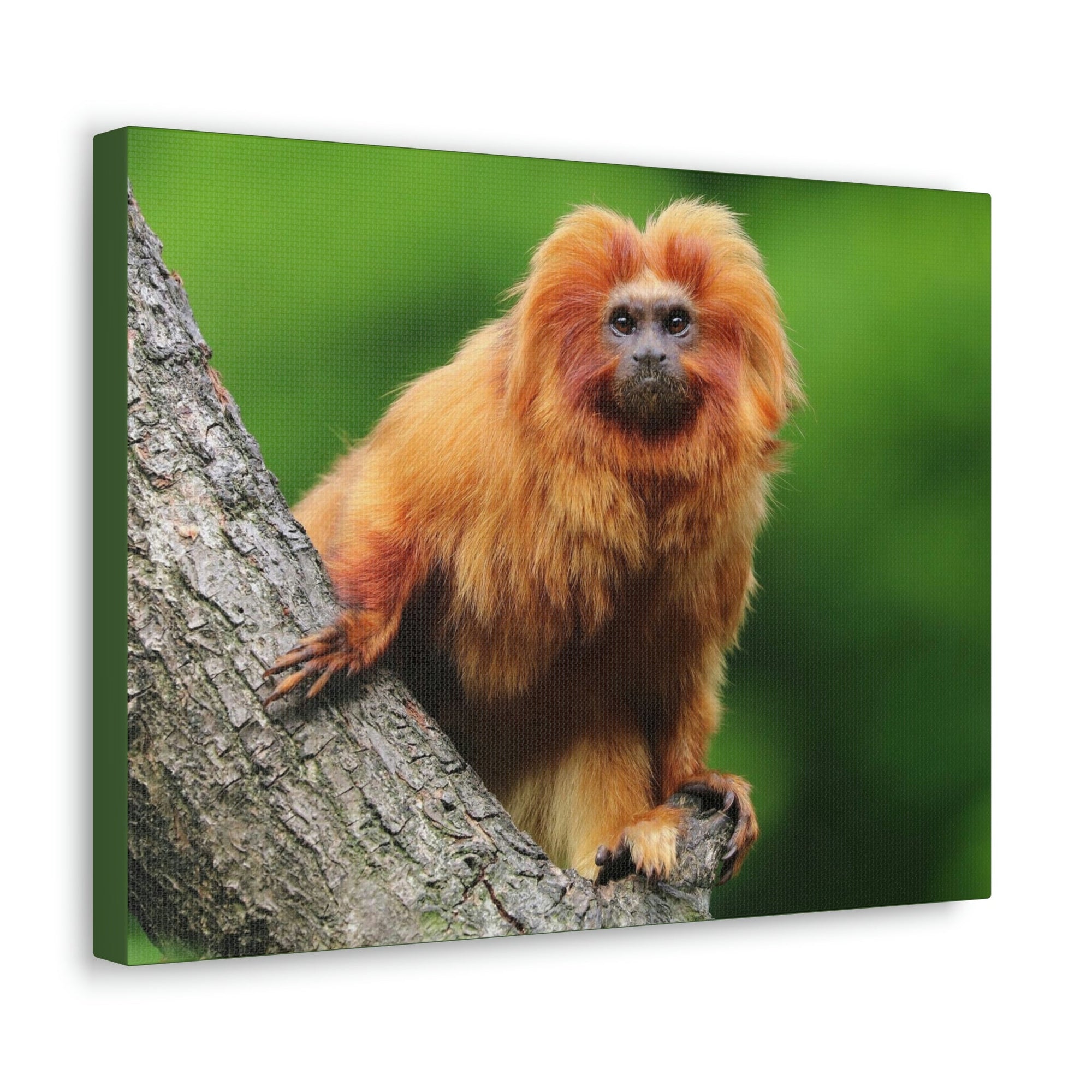 Scripture Walls Tamarin Hunting Tamarin on Hunt Print Animal Wall Art Wildlife Canvas Prints Wall Art Ready to Hang Unframed-Express Your Love Gifts